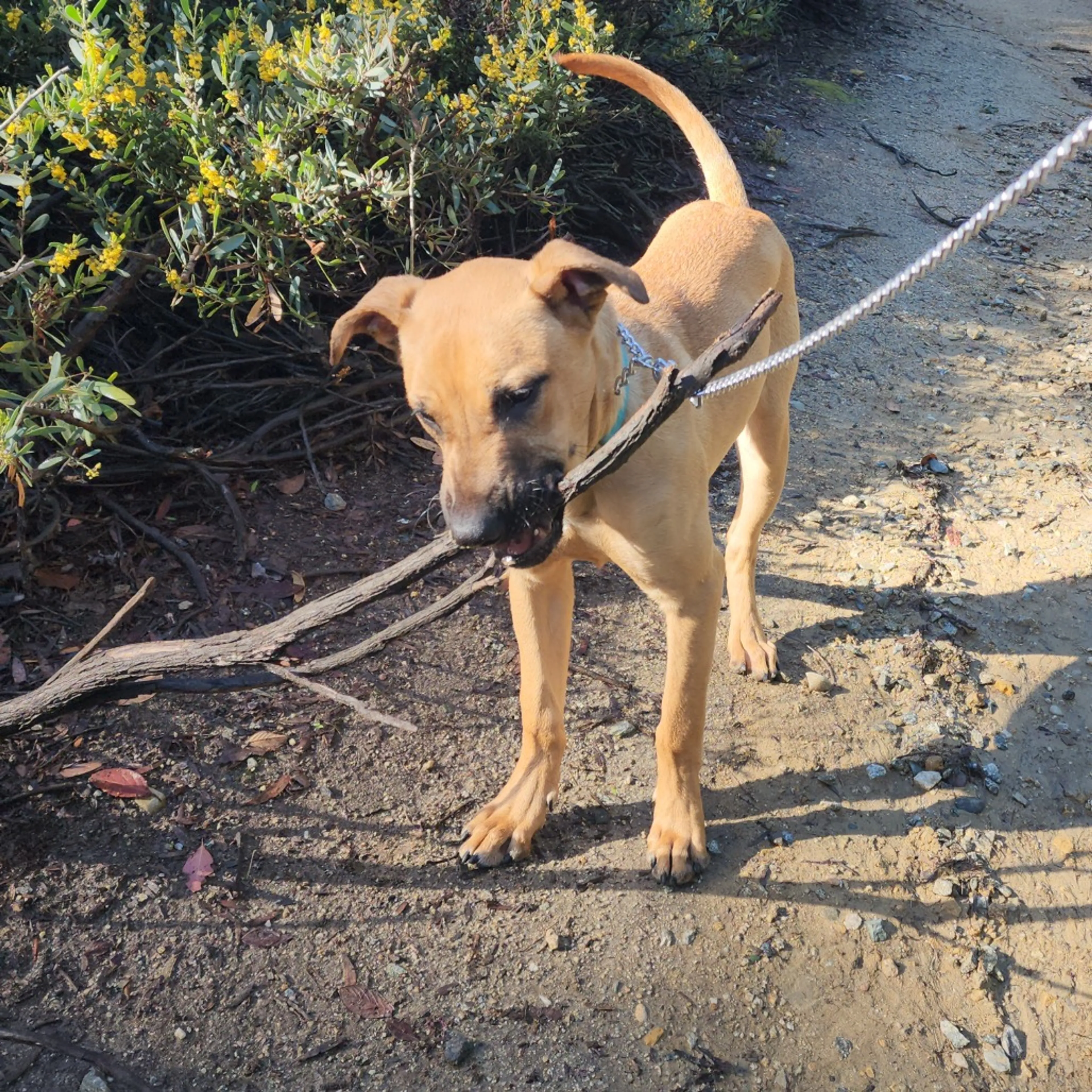 Found pet-11