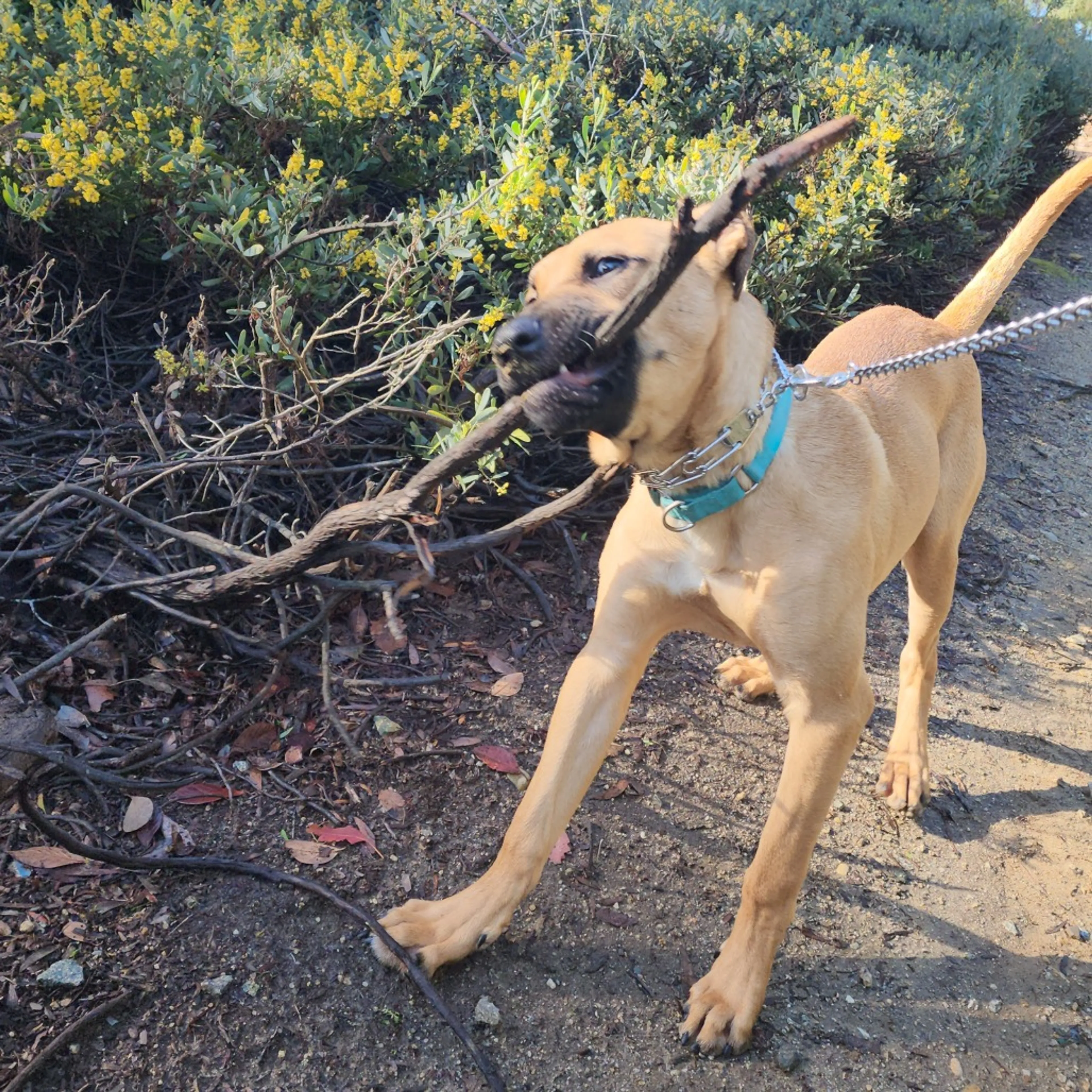 Found pet-10