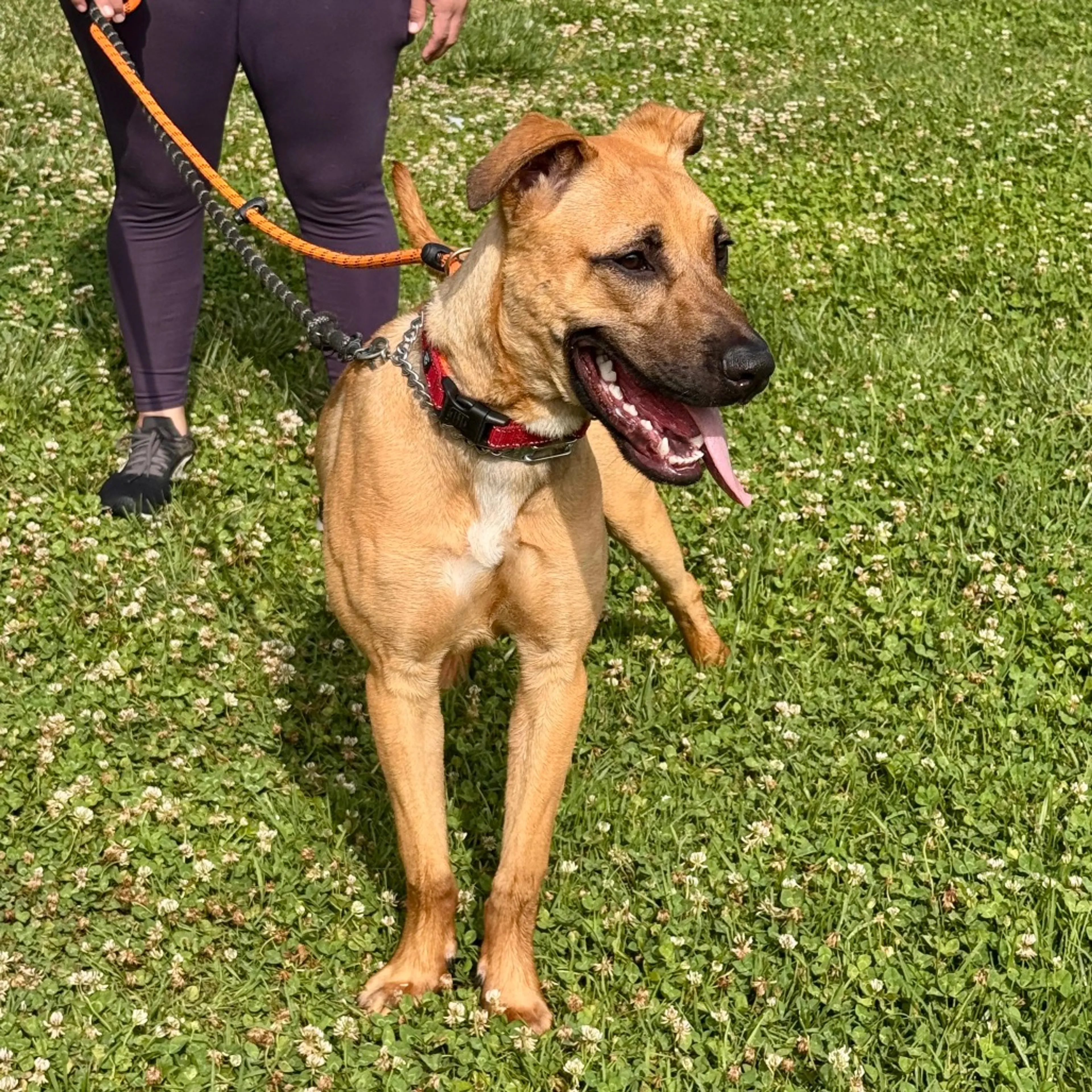 Found pet-24