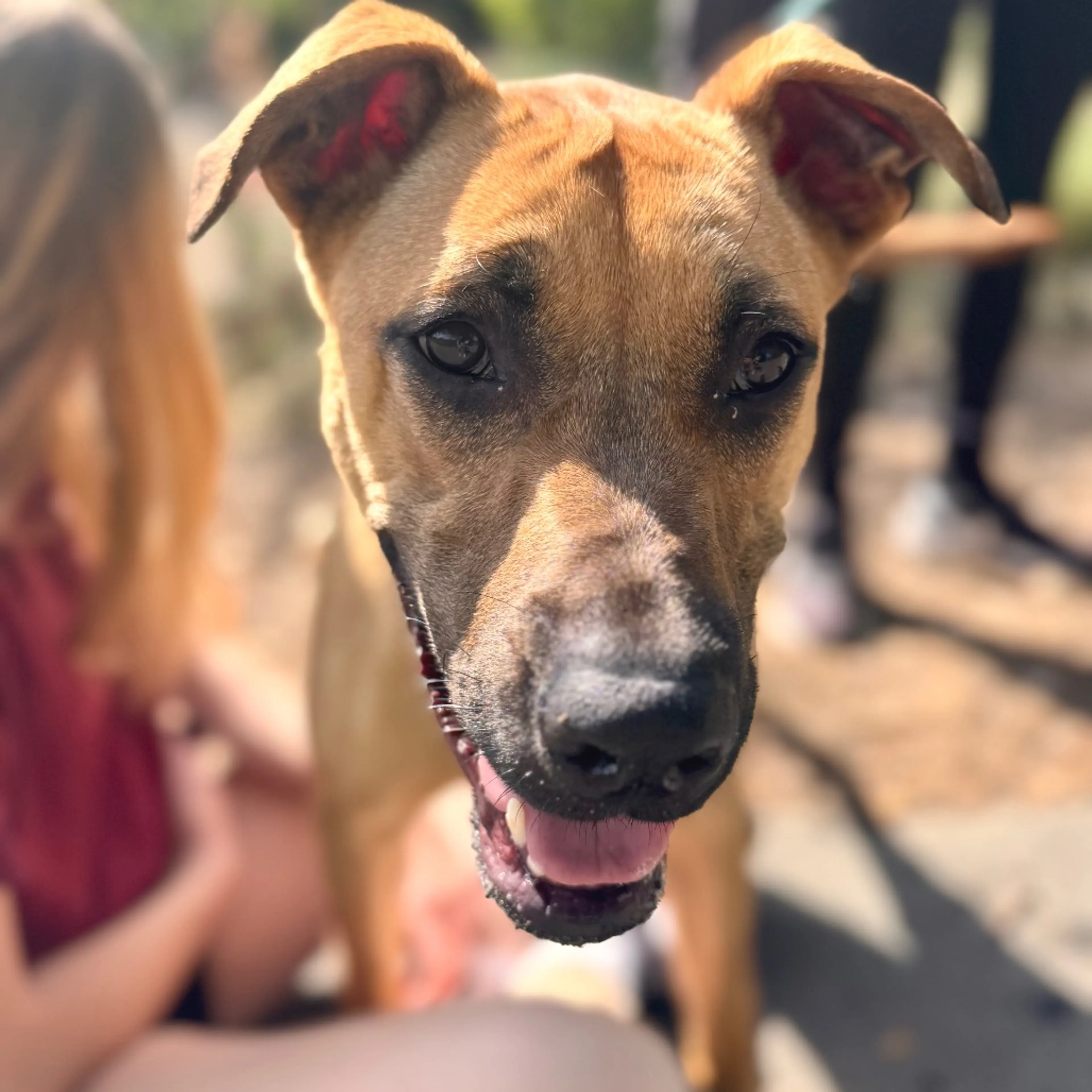 Found pet-21