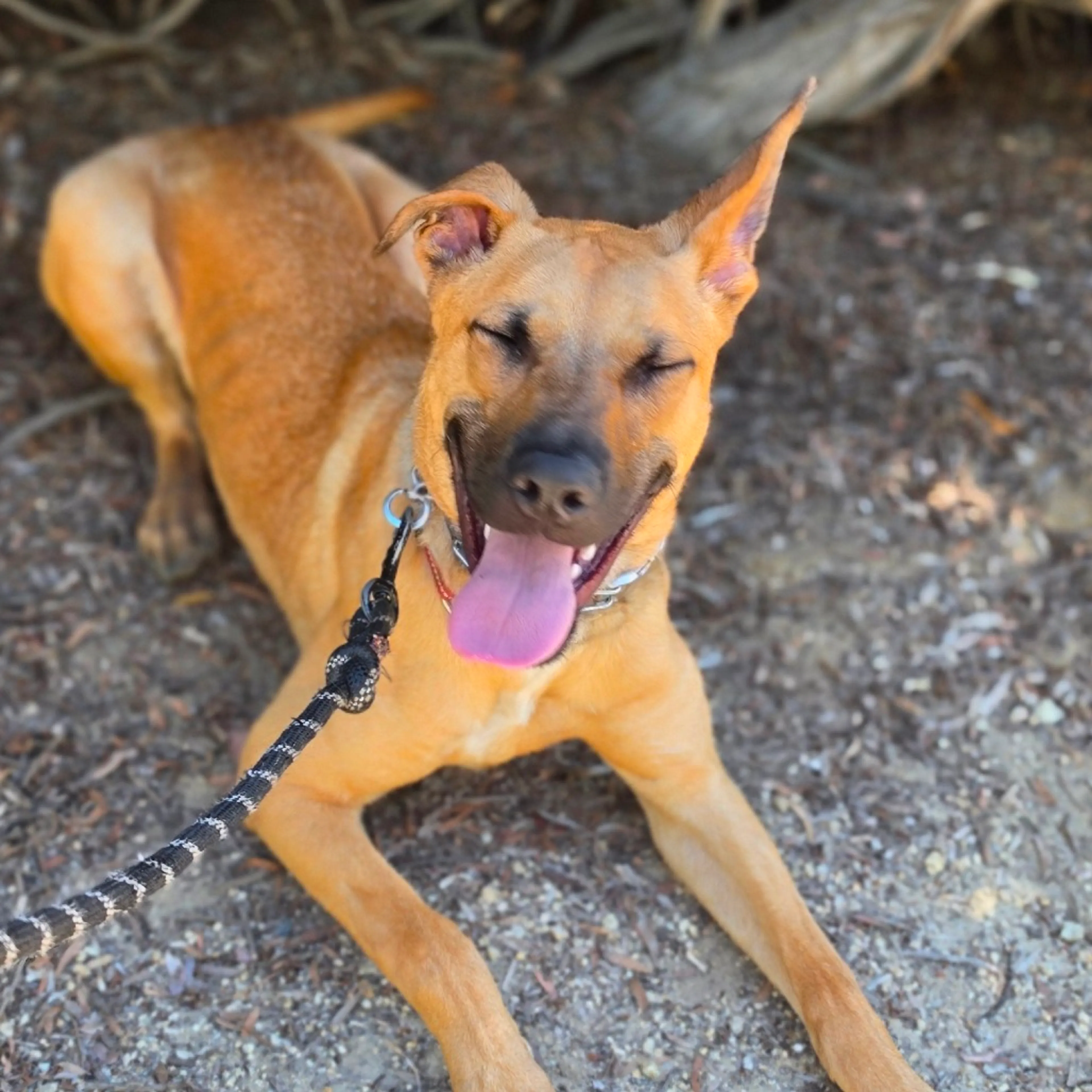 Found pet-23