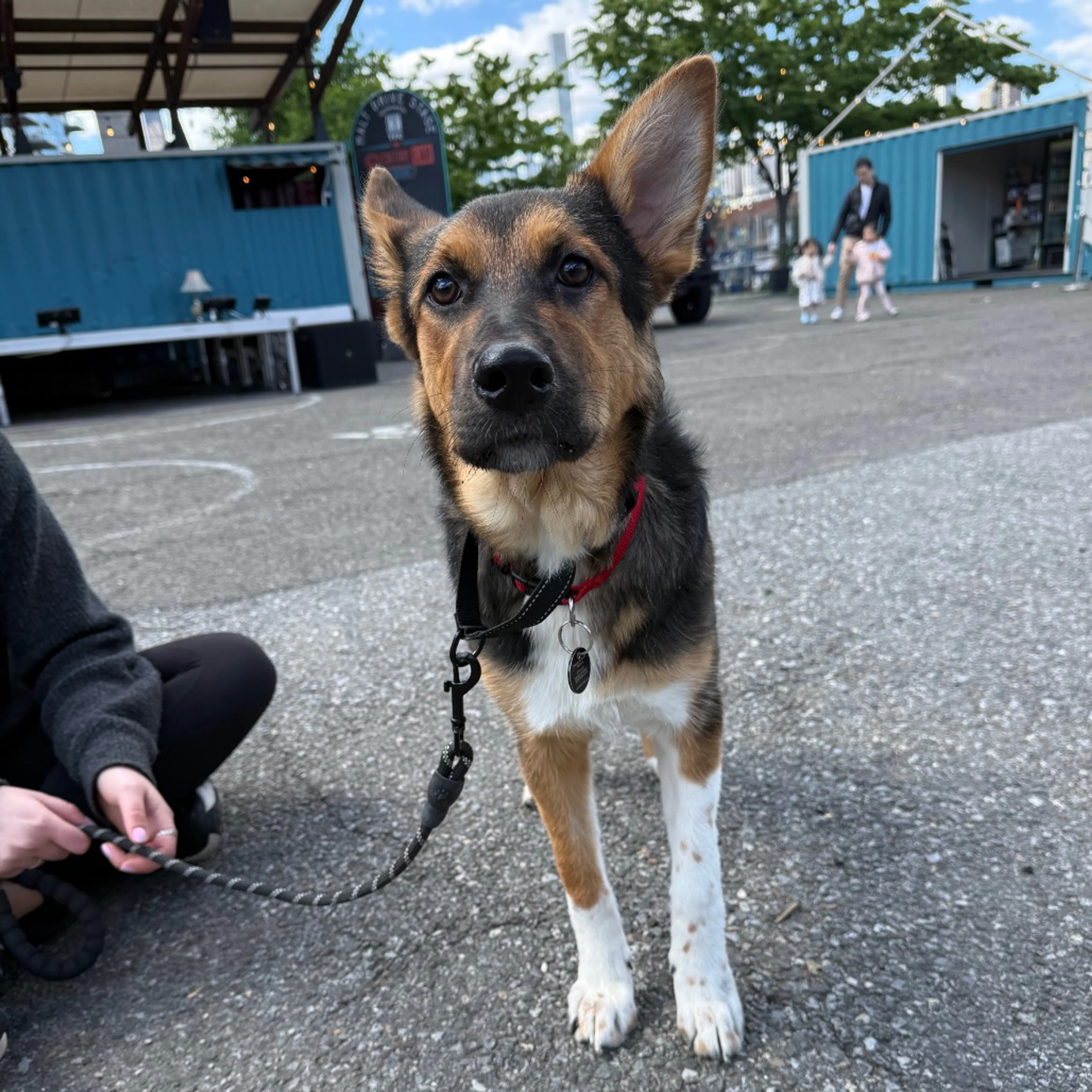 Found pet-10