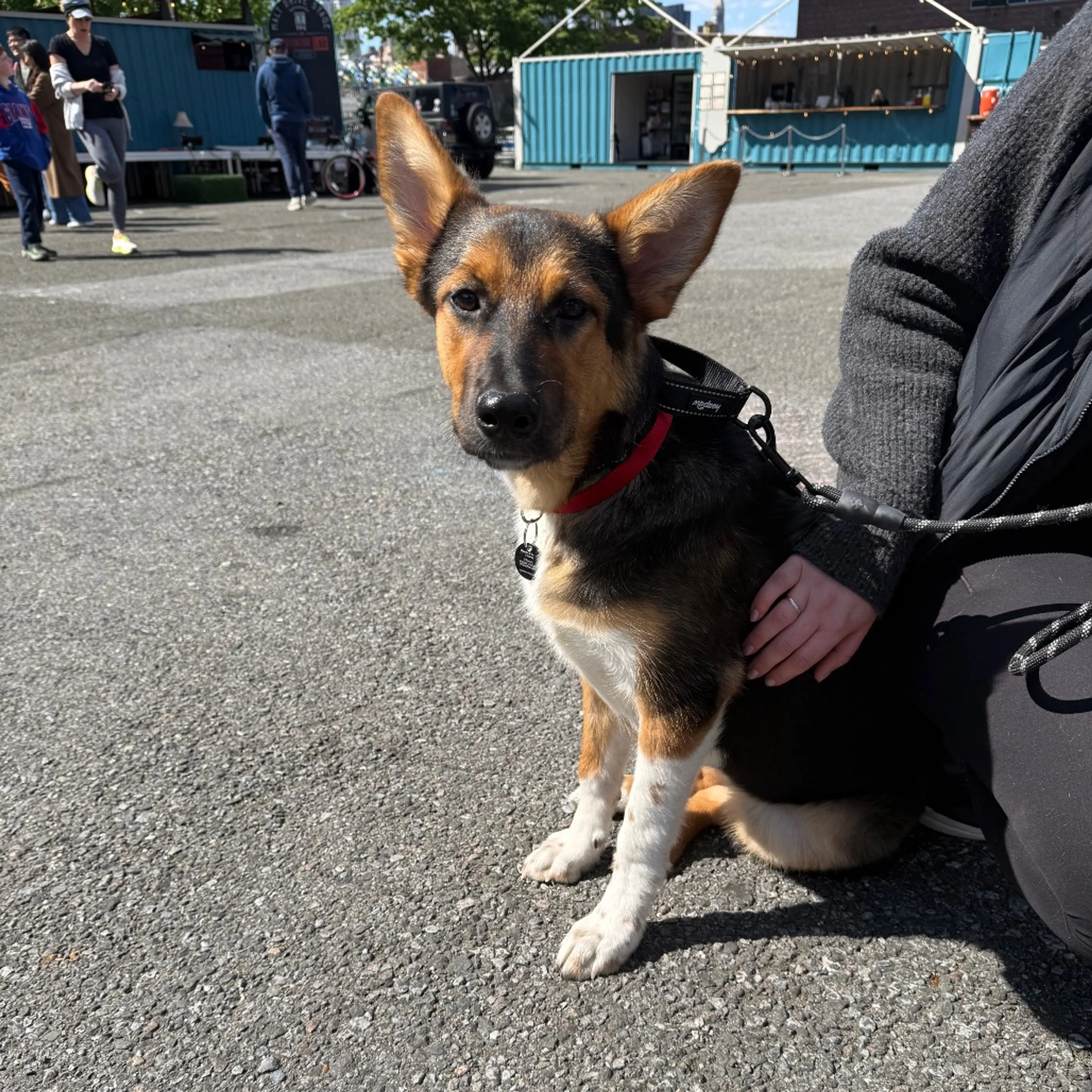 Found pet-4