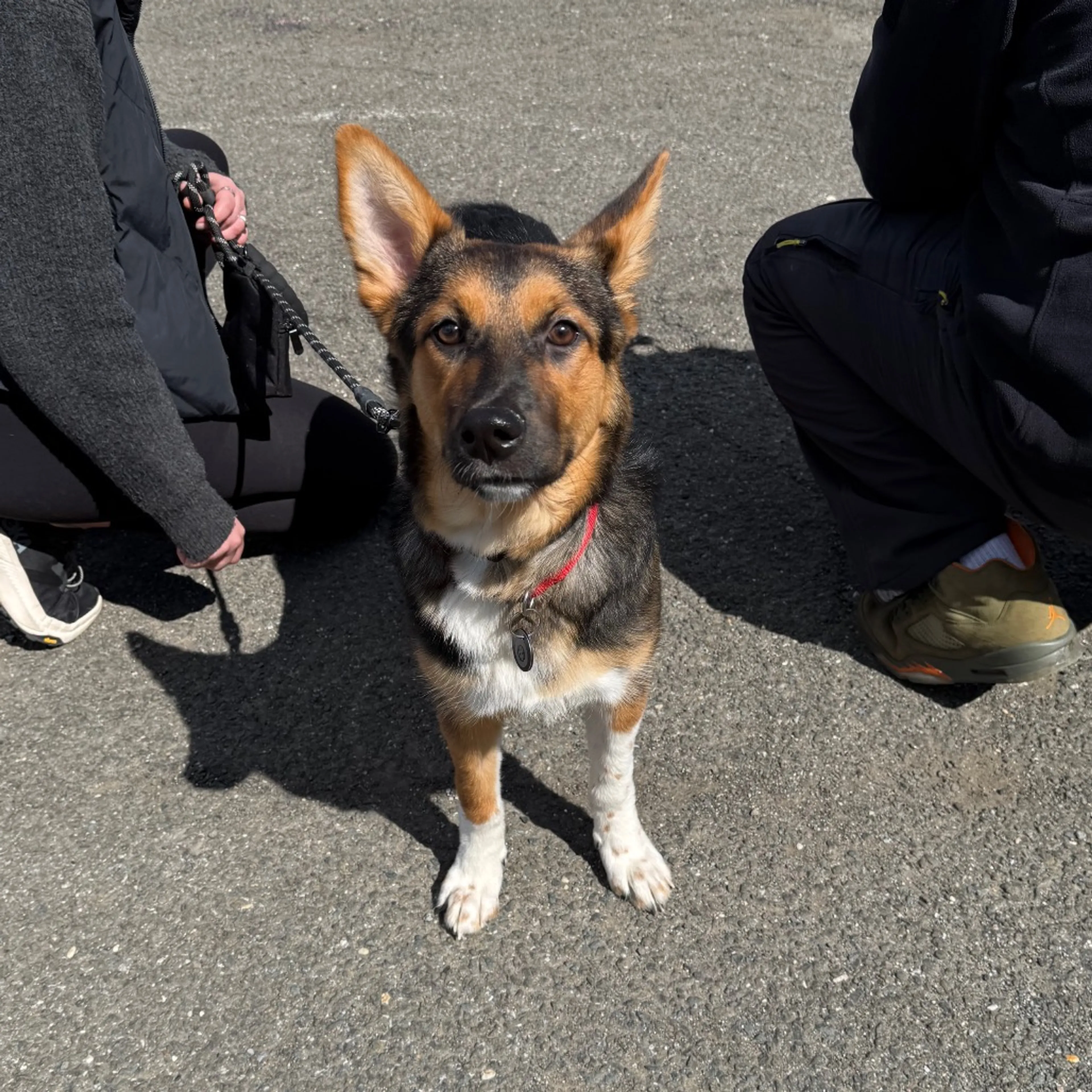 Found pet-6