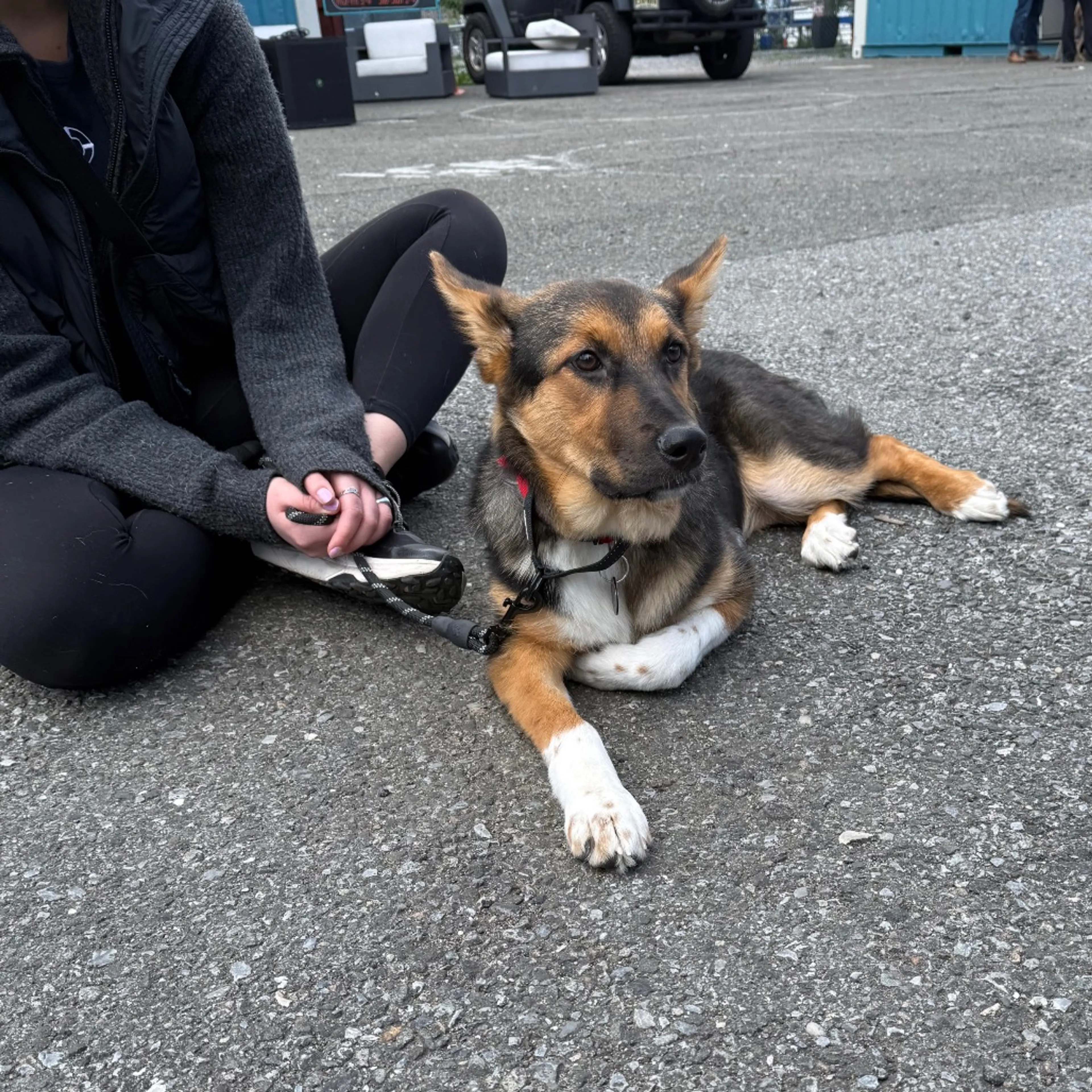 Found pet-12