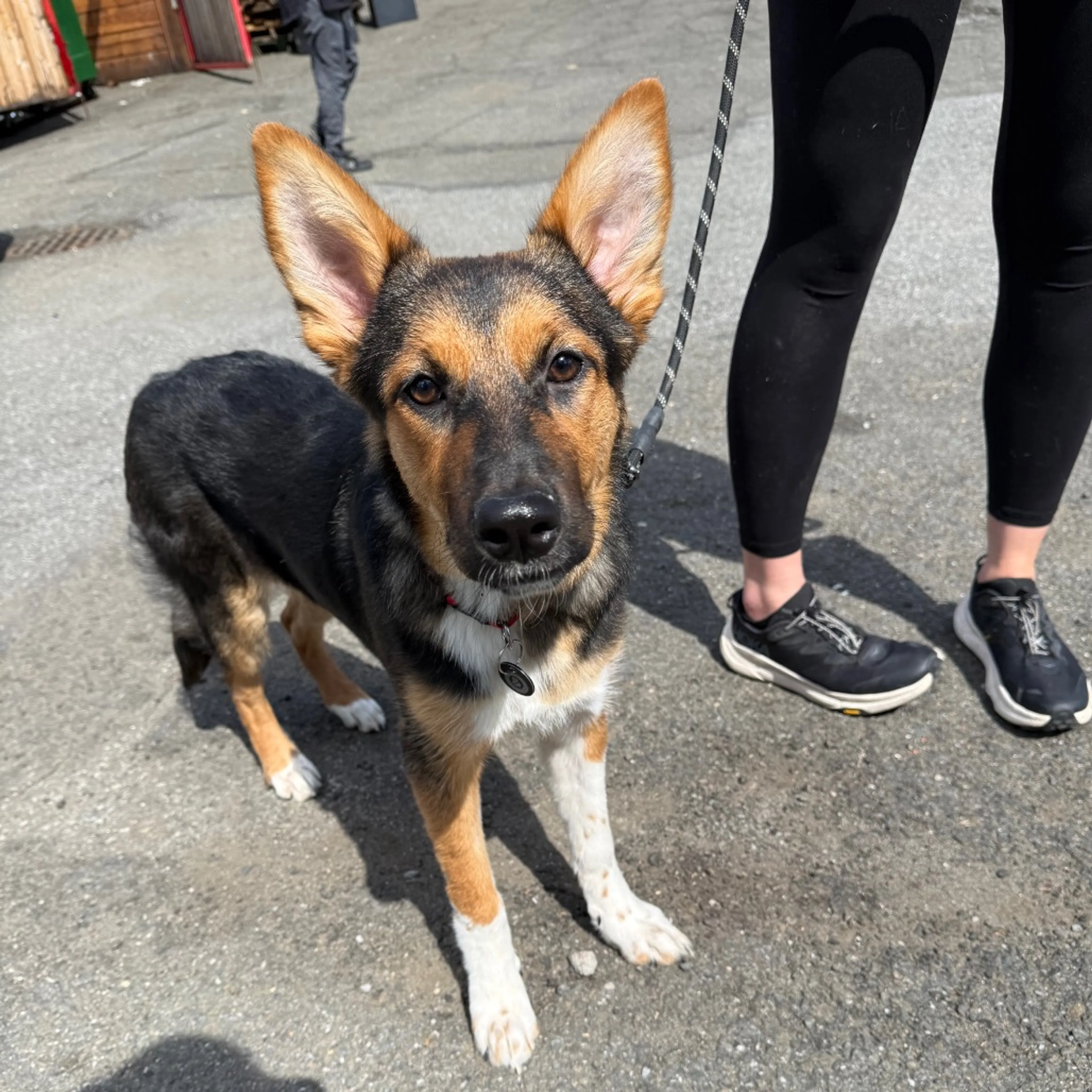 Found pet-7