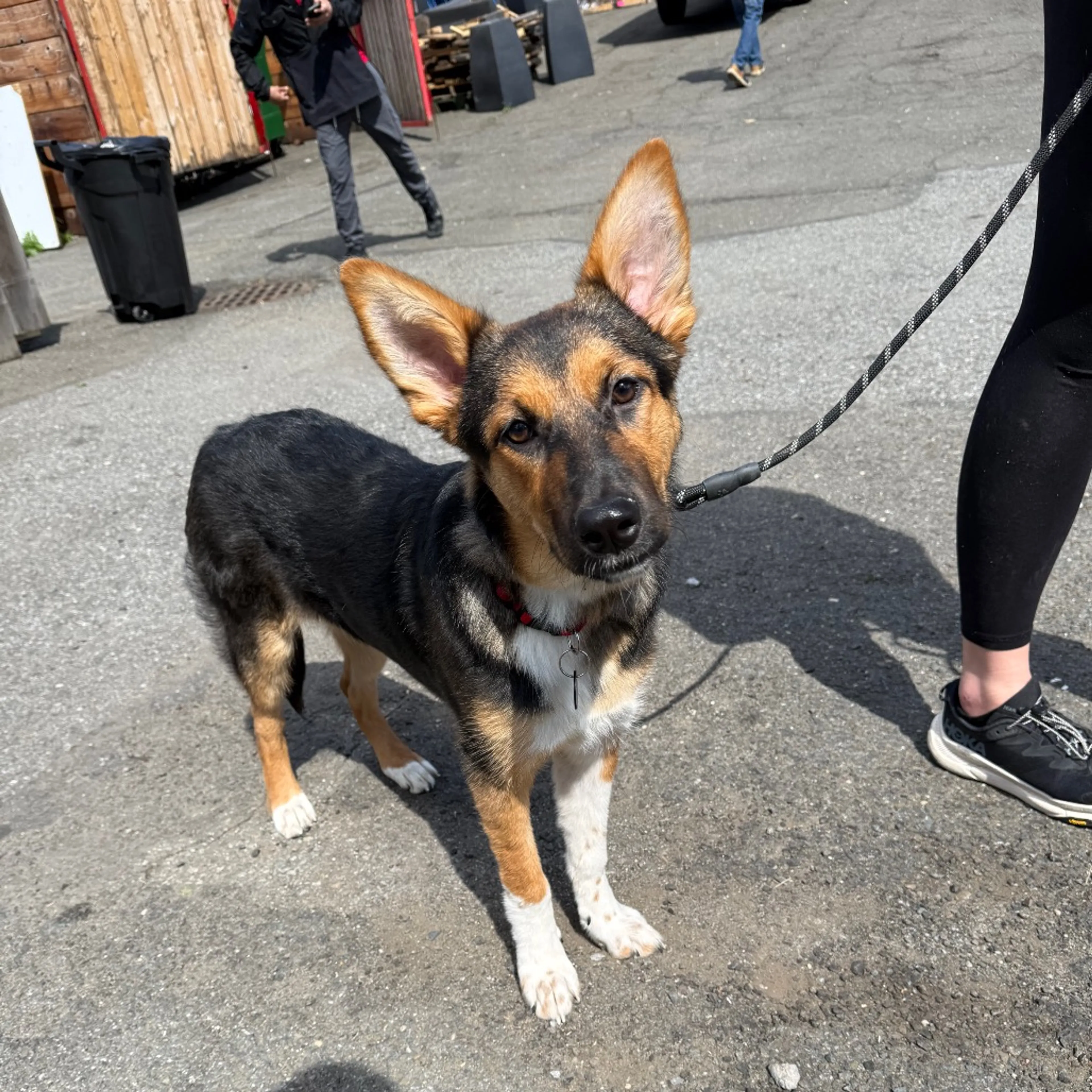 Found pet-8