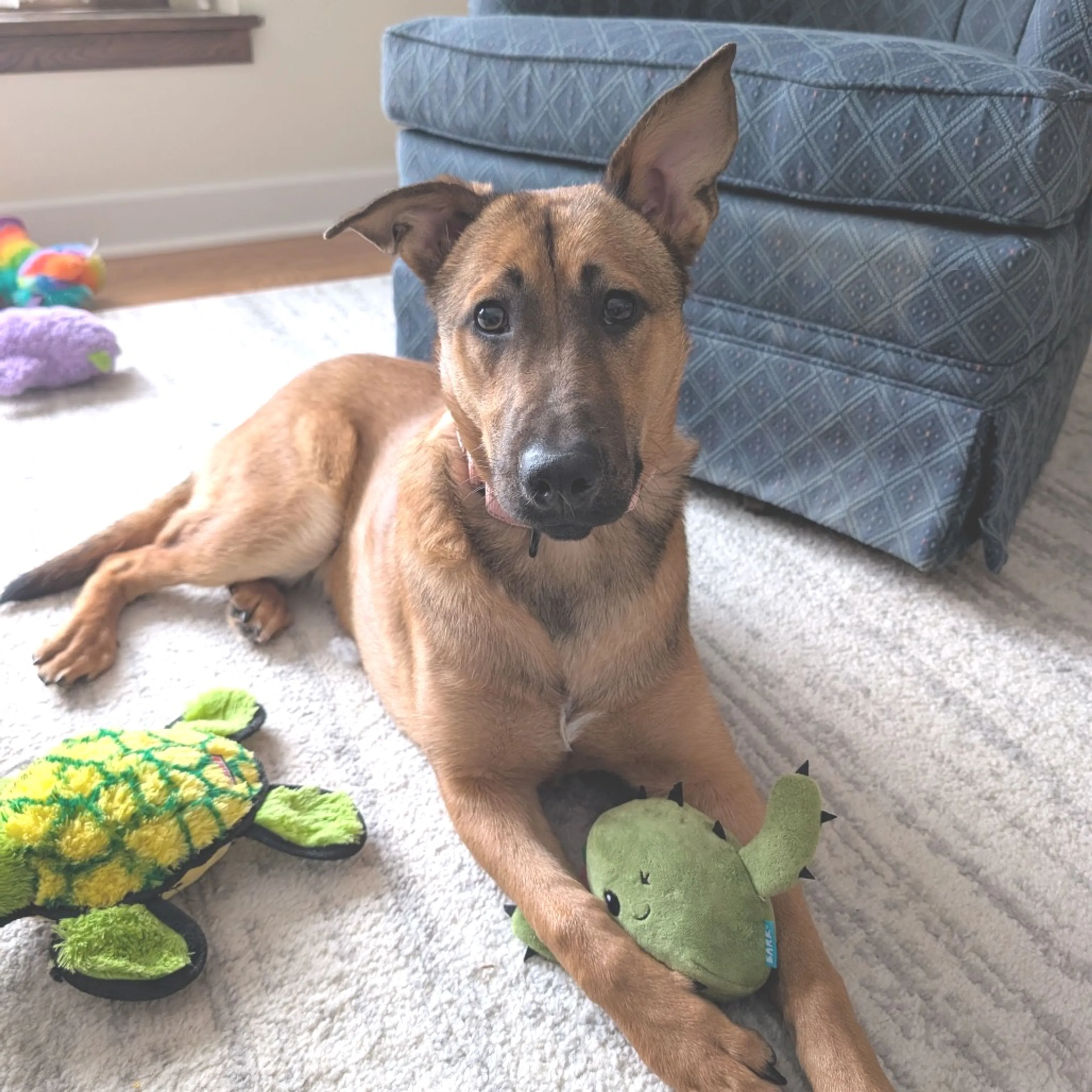 Found pet-18
