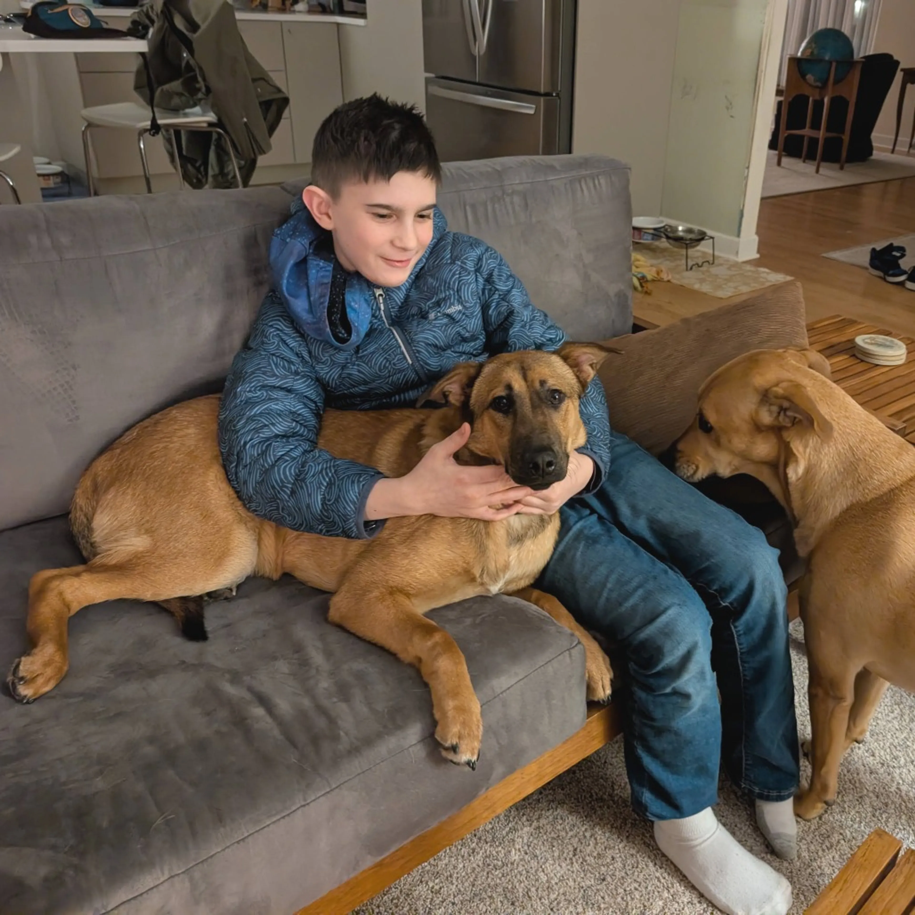Found pet-12