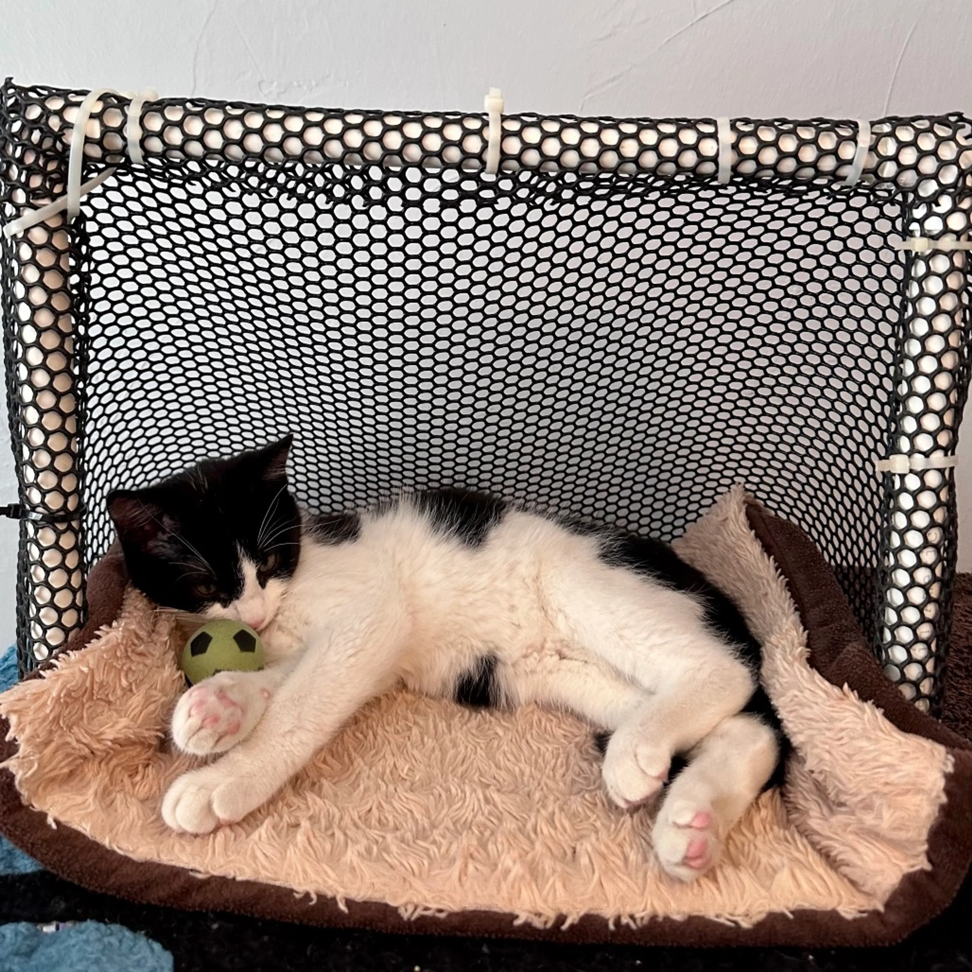 Found pet-12