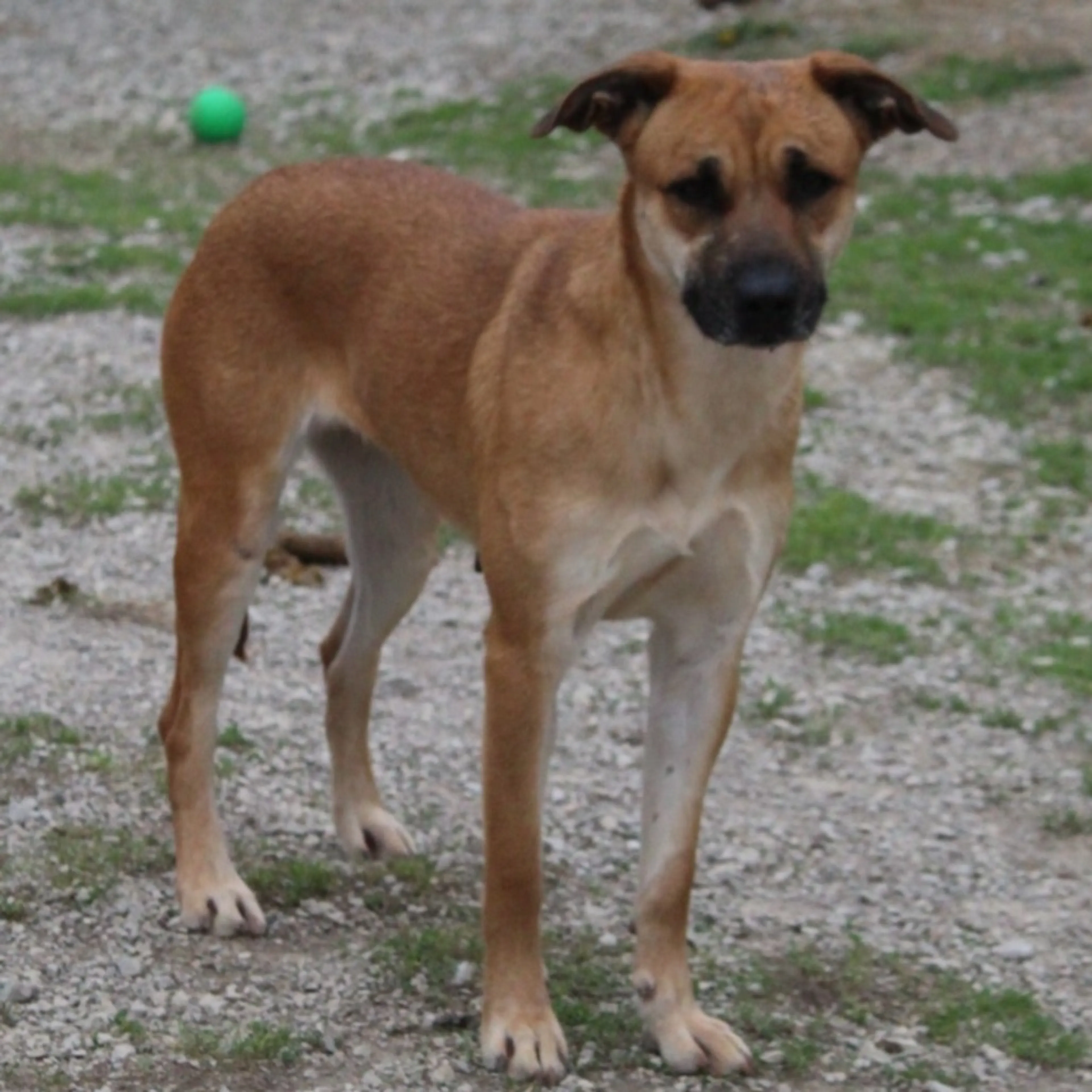 Found pet-1