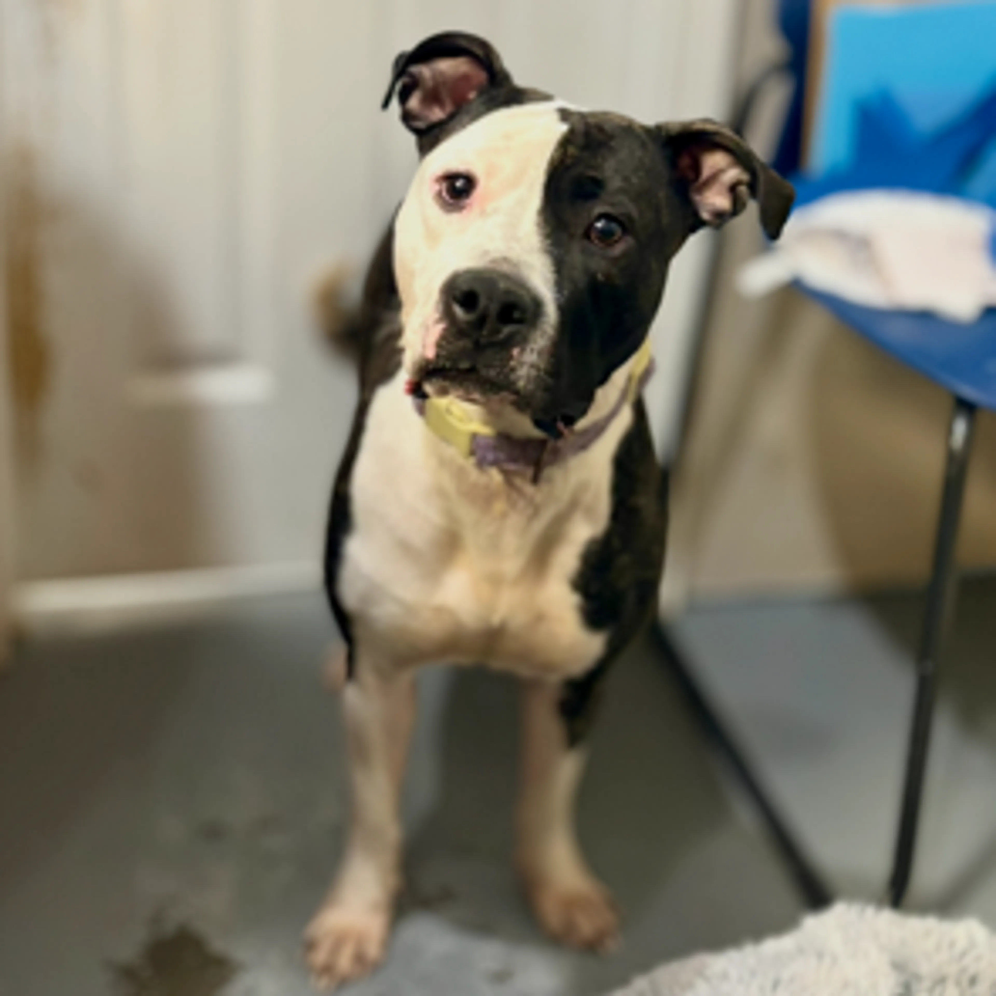 Found pet-1