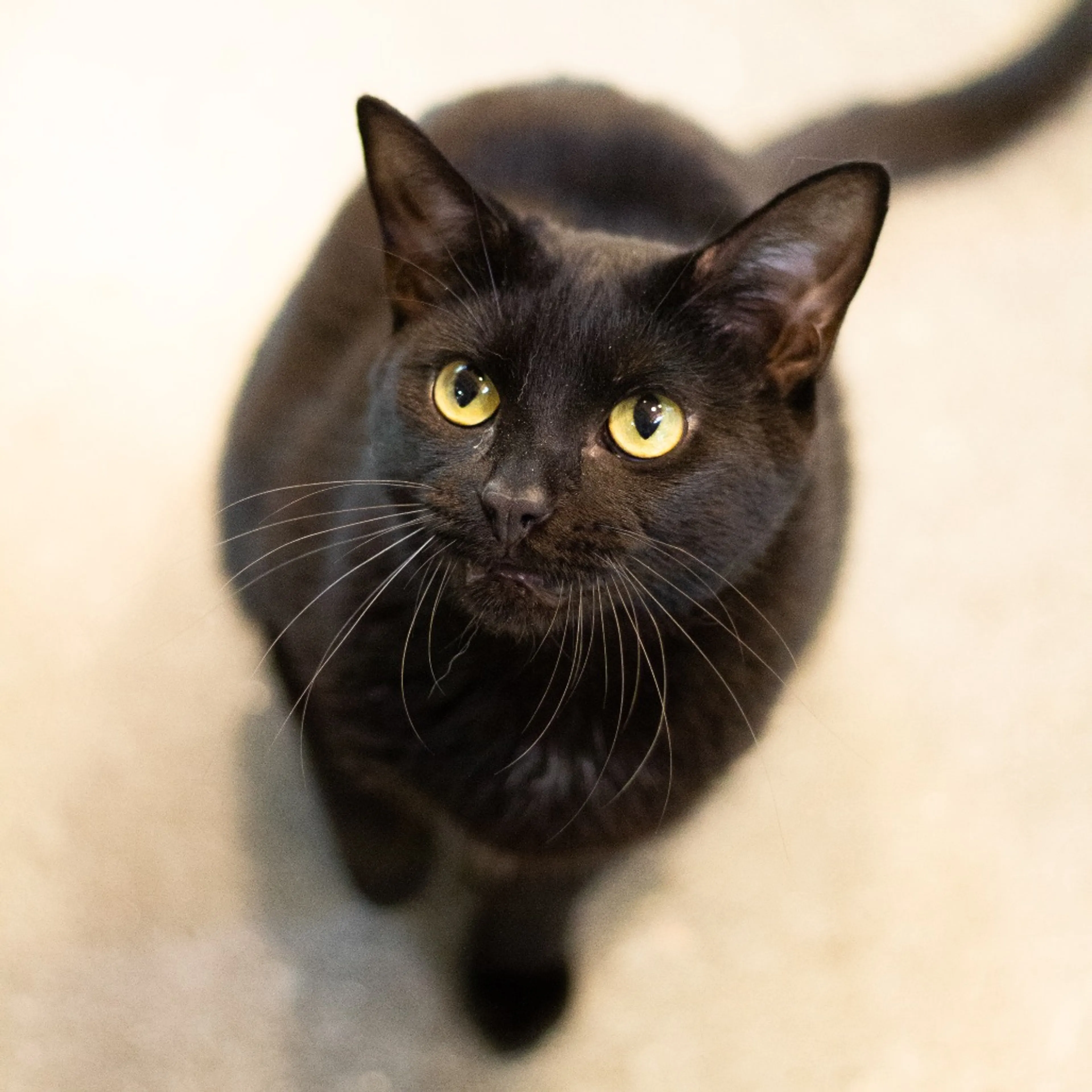 Found pet-2