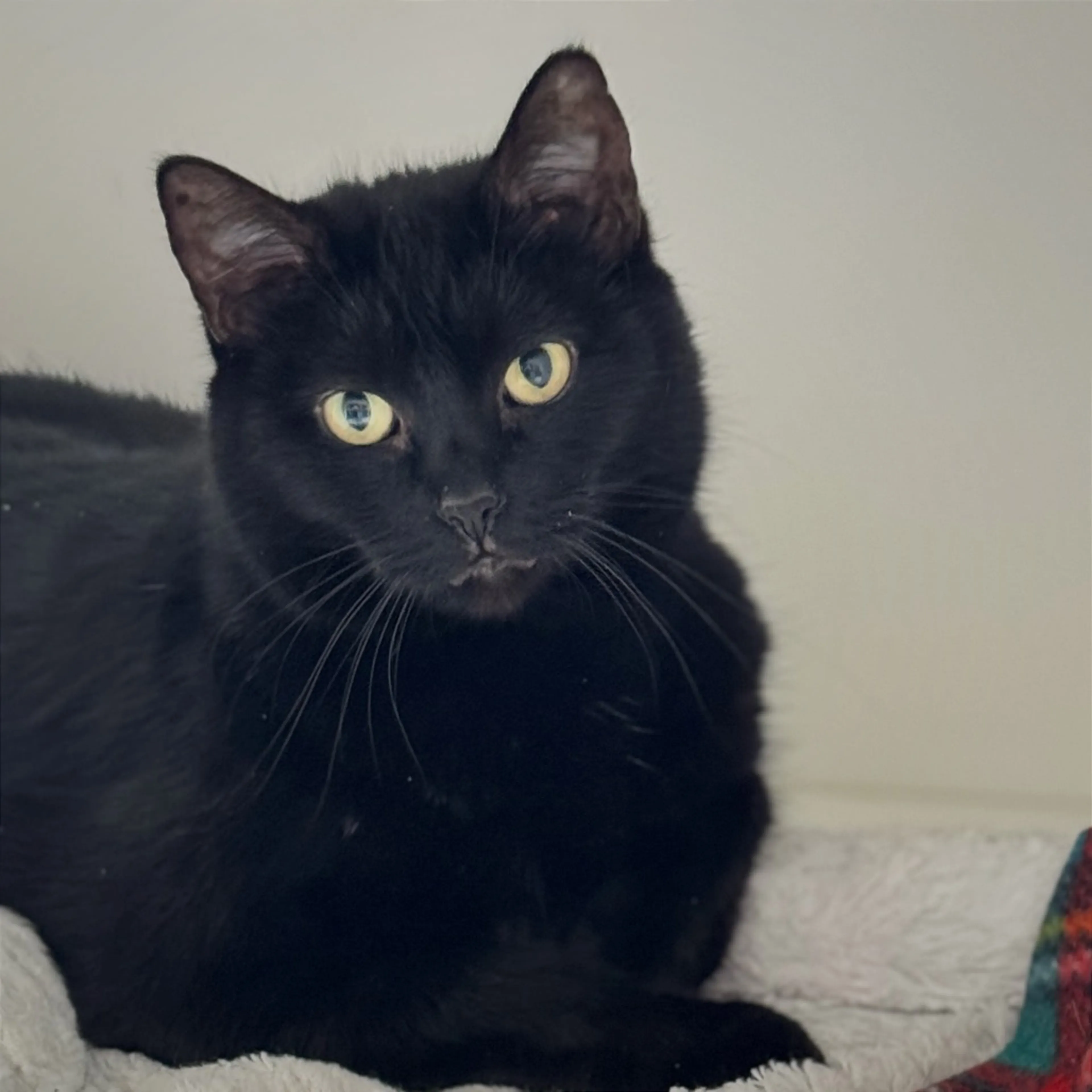 Found pet-1