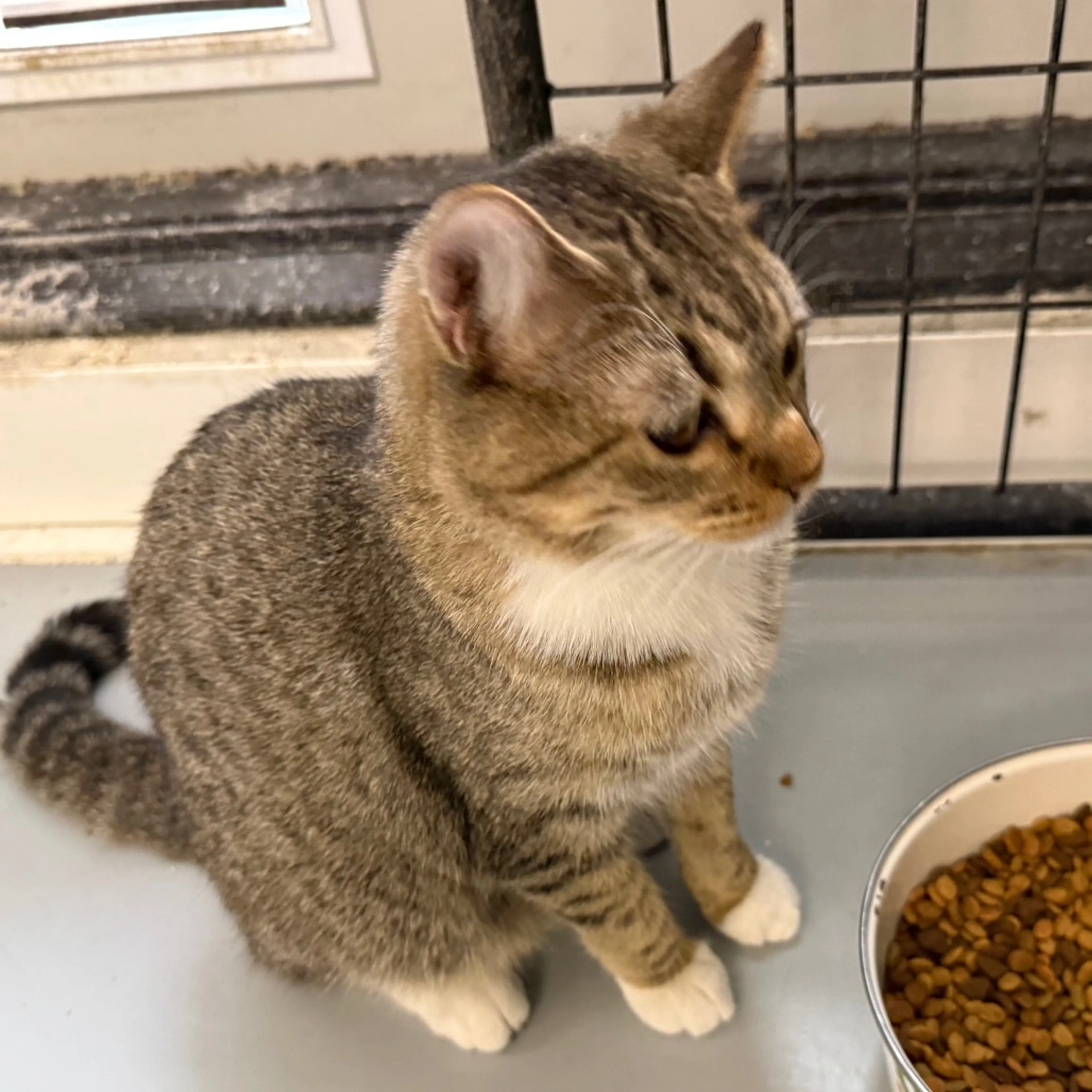 Found pet-3