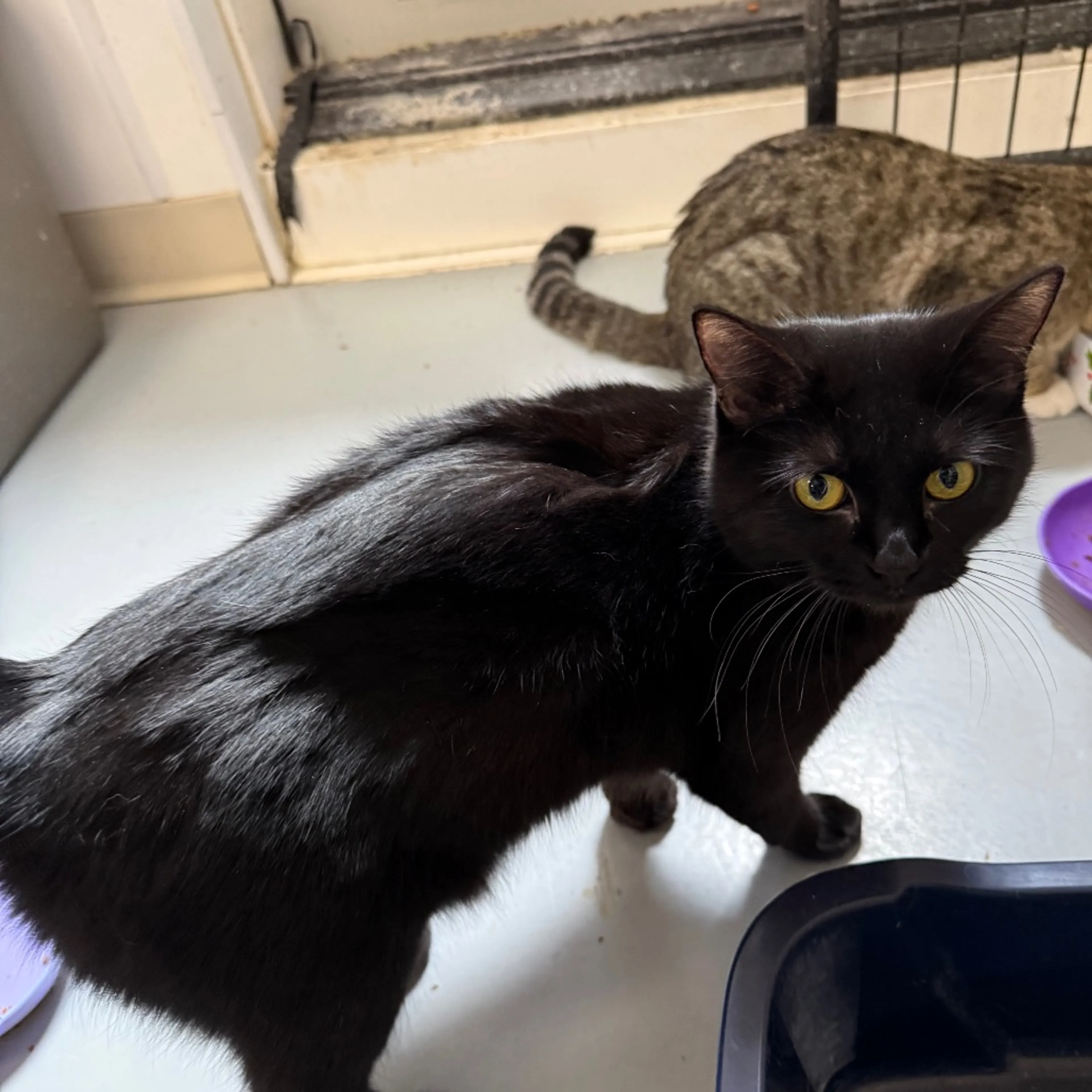 Found pet-1