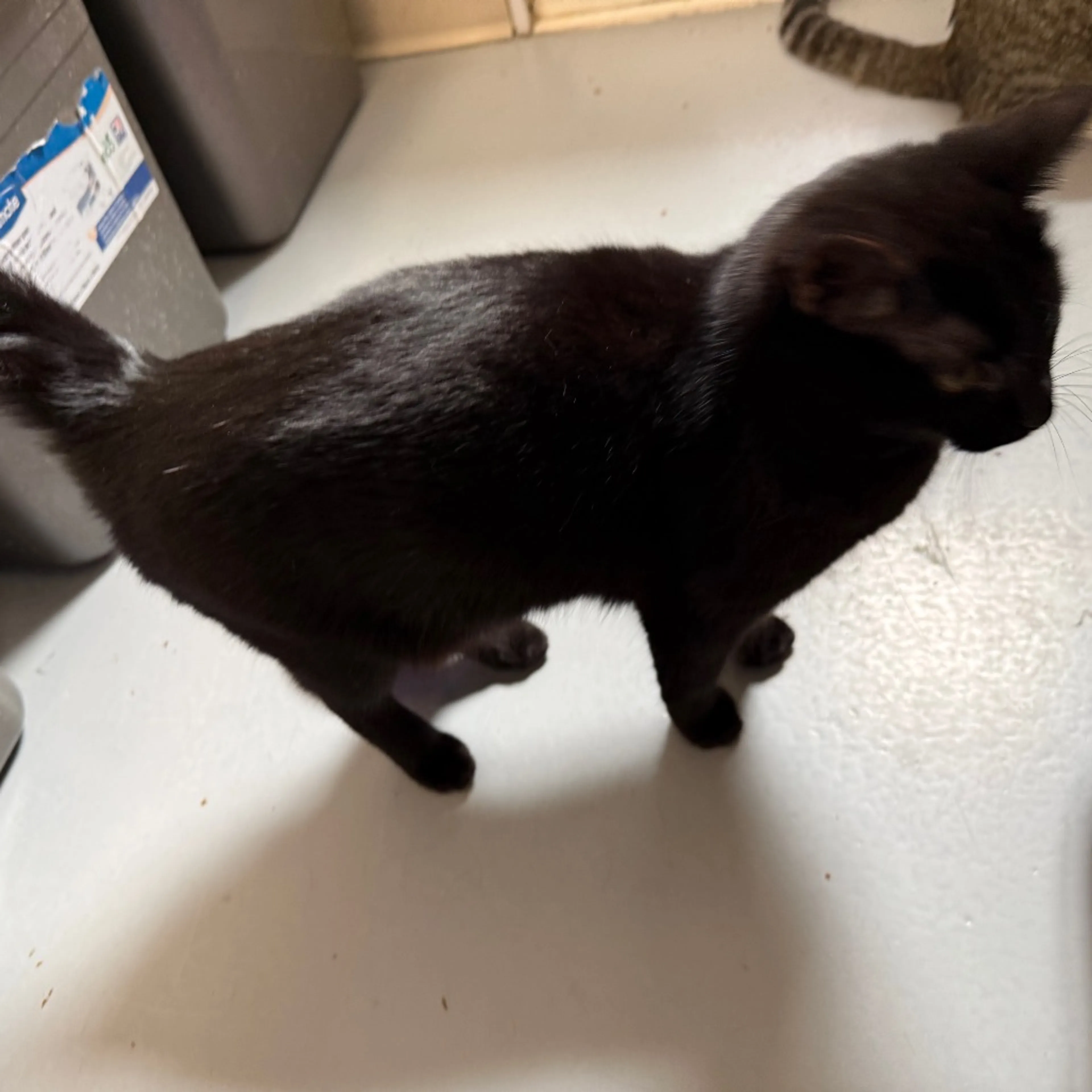 Found pet-2