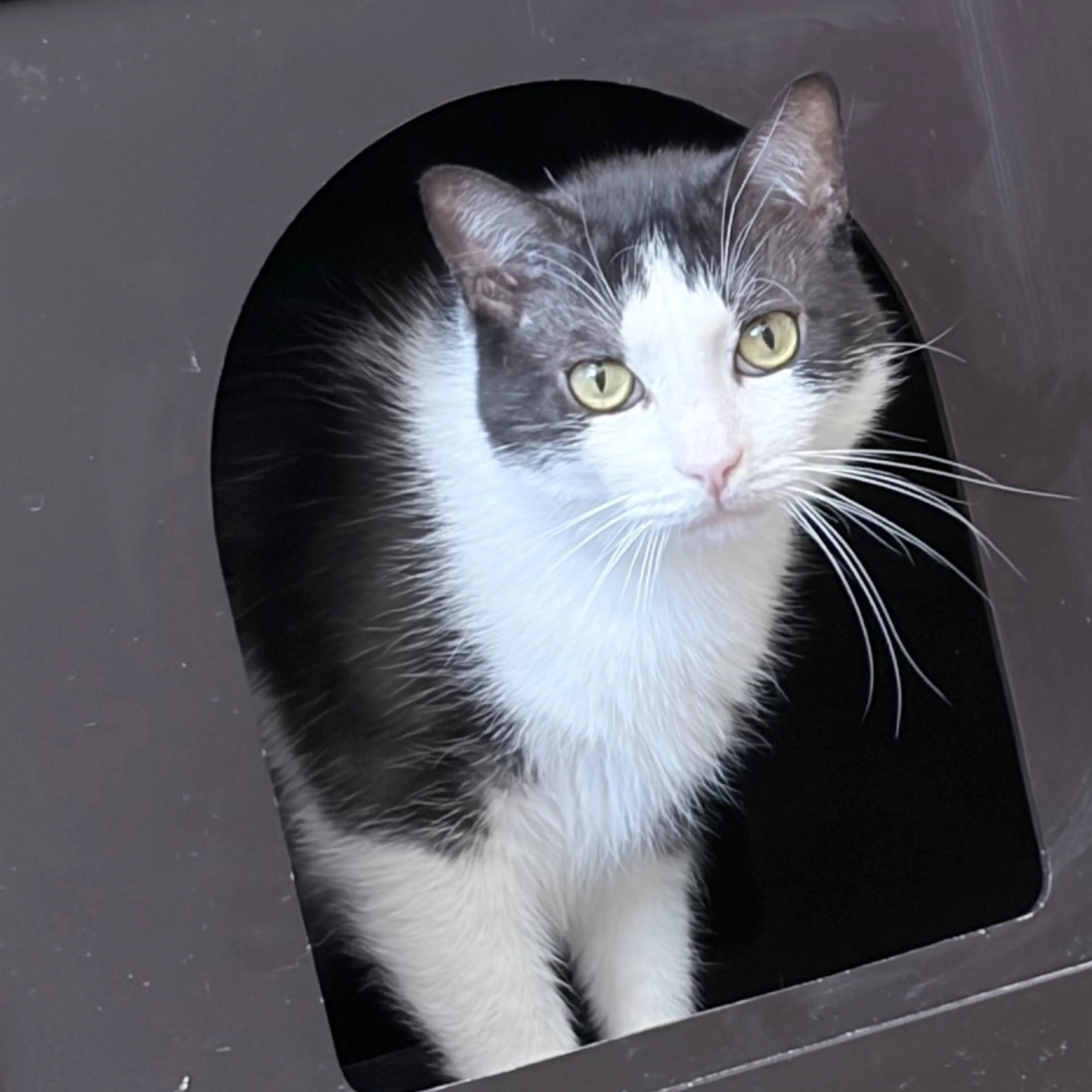 Found pet-1