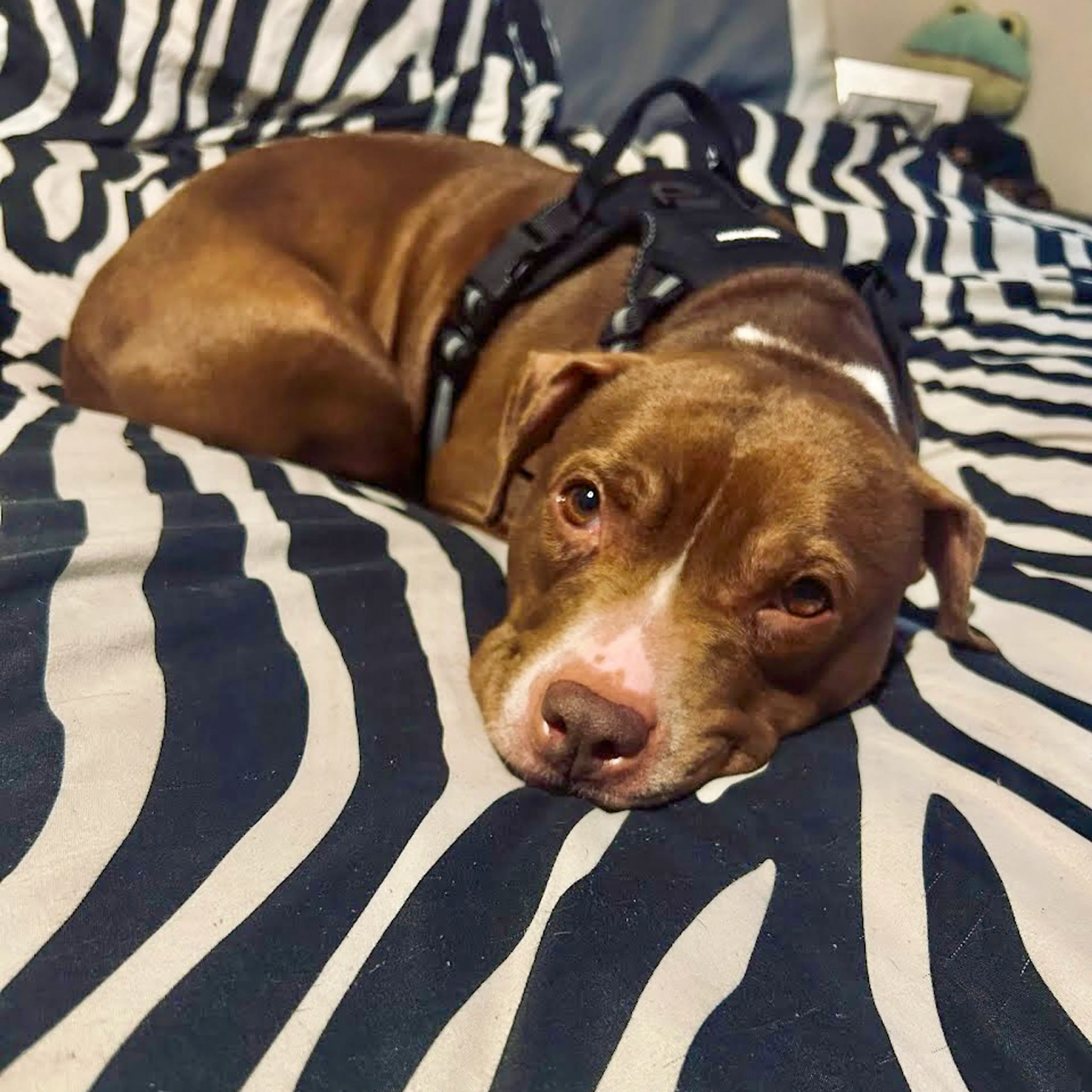 Found pet-1