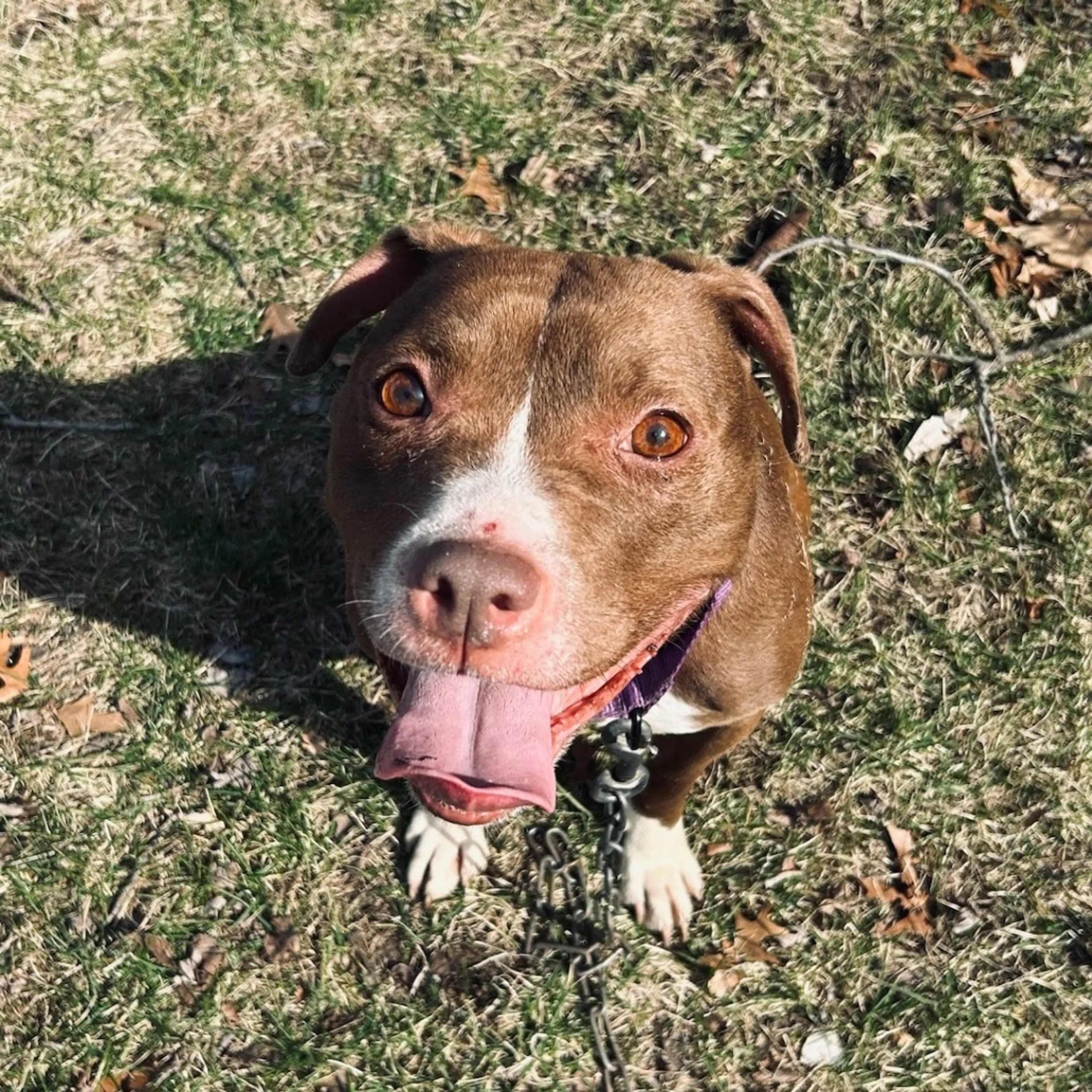 Found pet-2