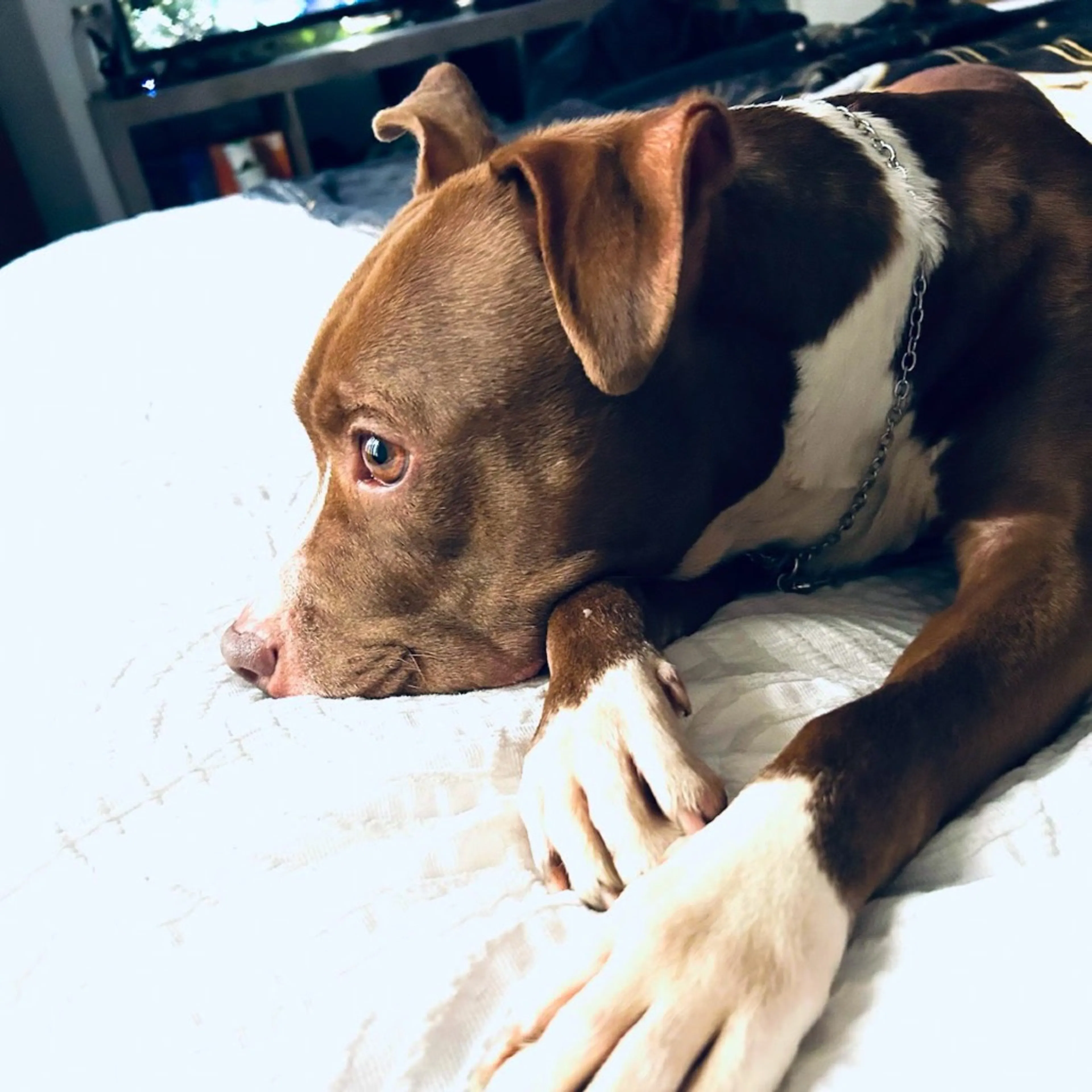 Found pet-5