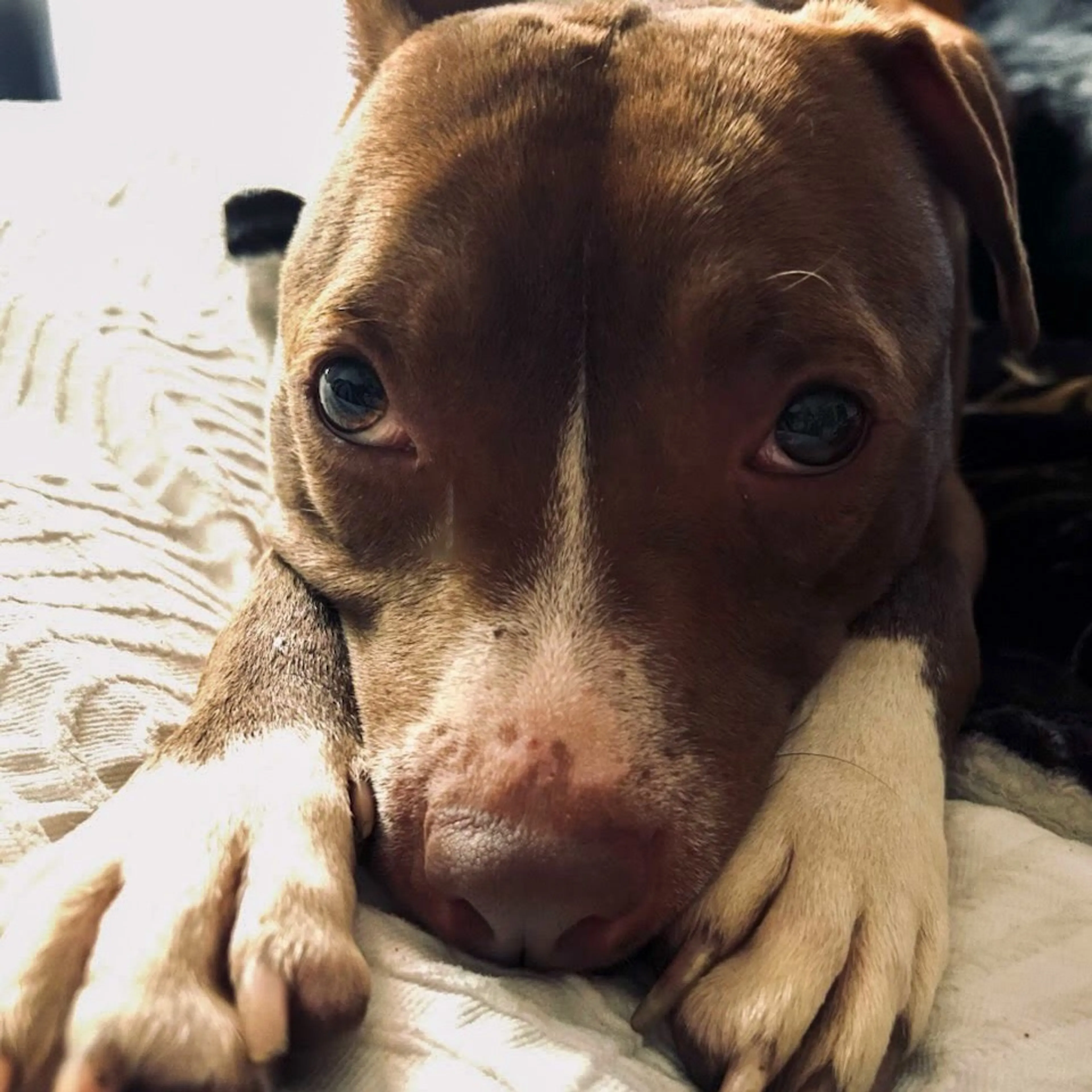 Found pet-4