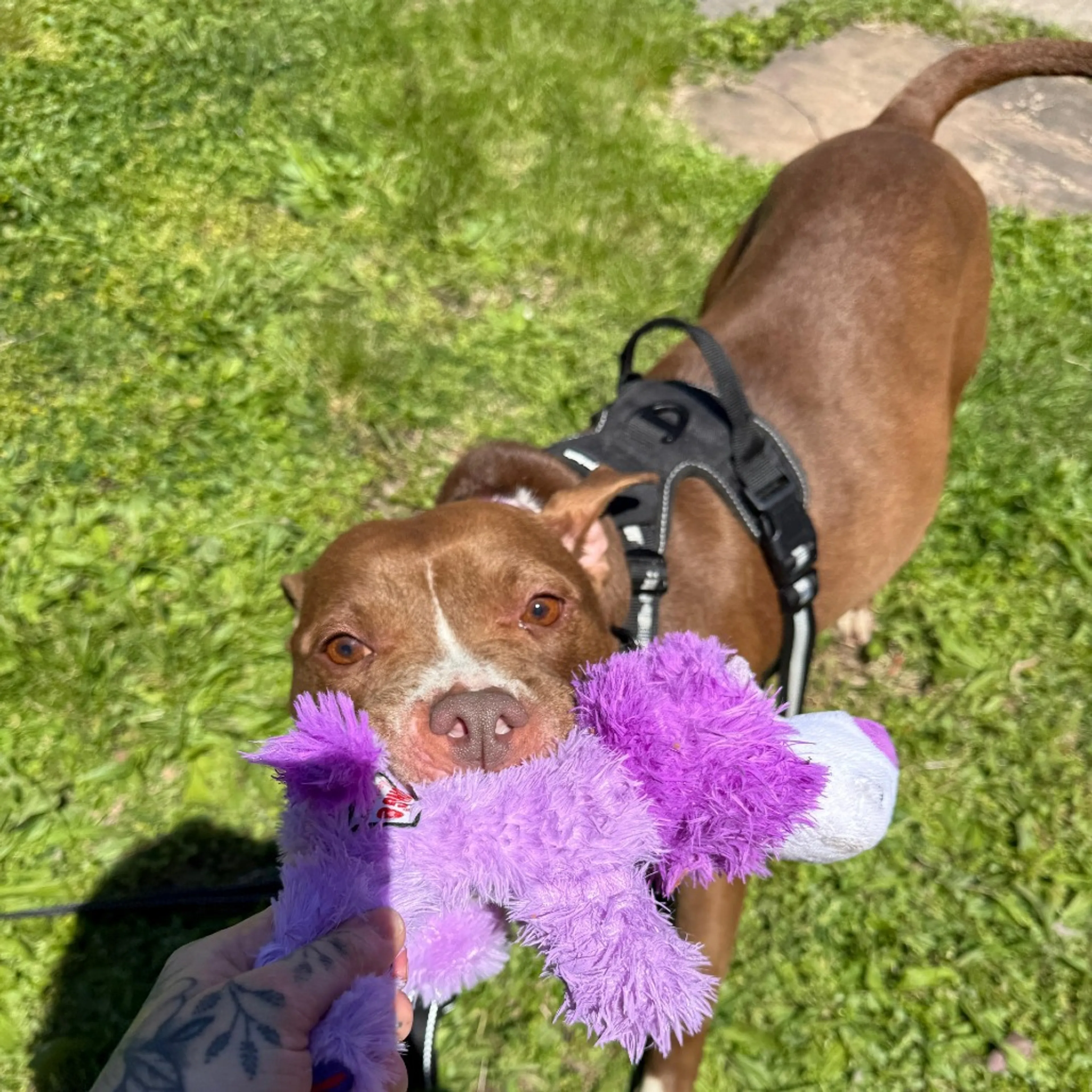 Found pet-10