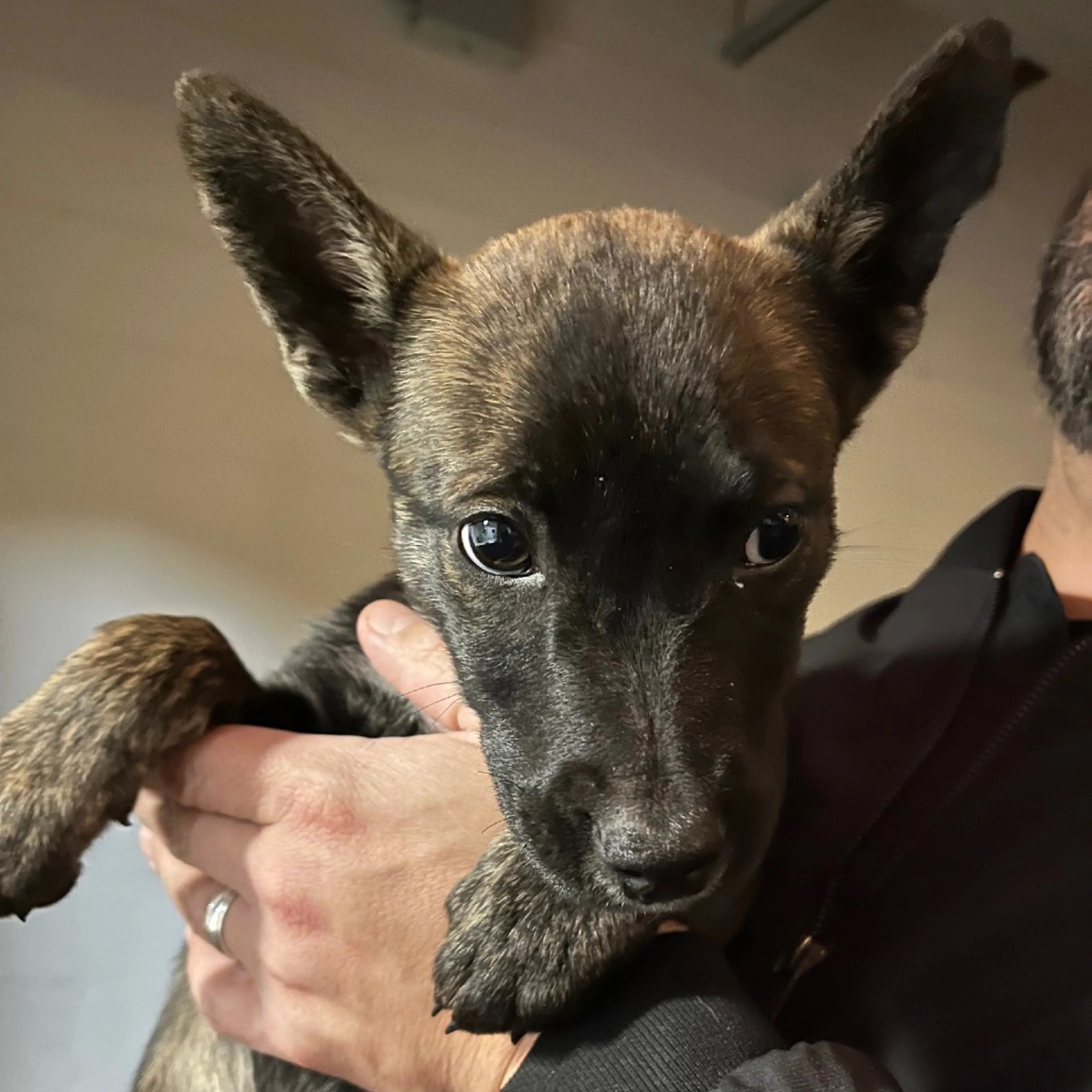 Found pet-1
