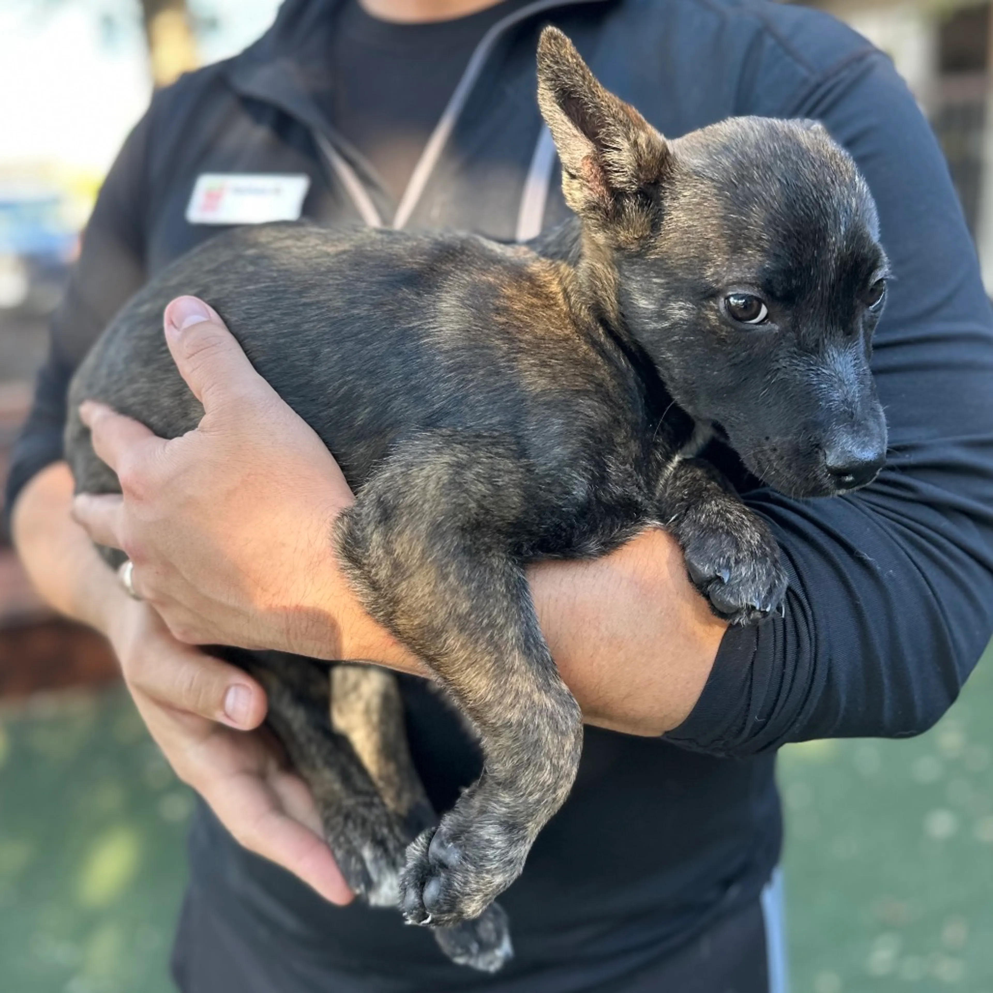 Found pet-3