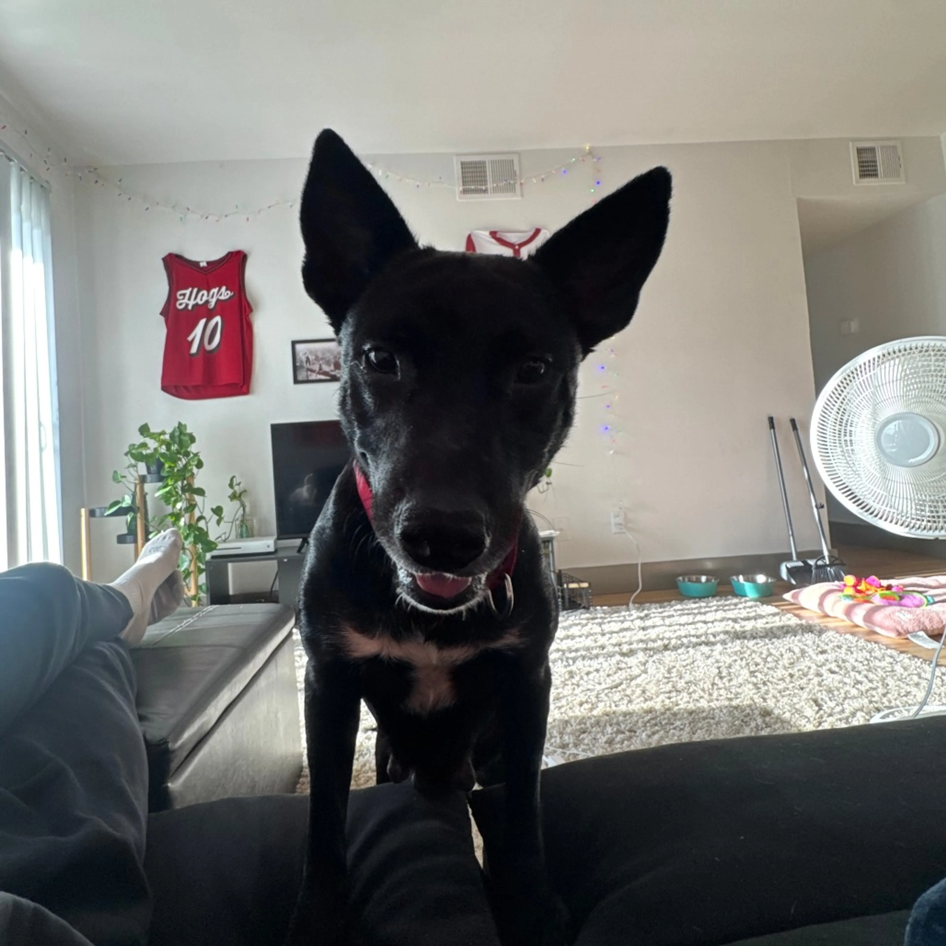 Found pet-10