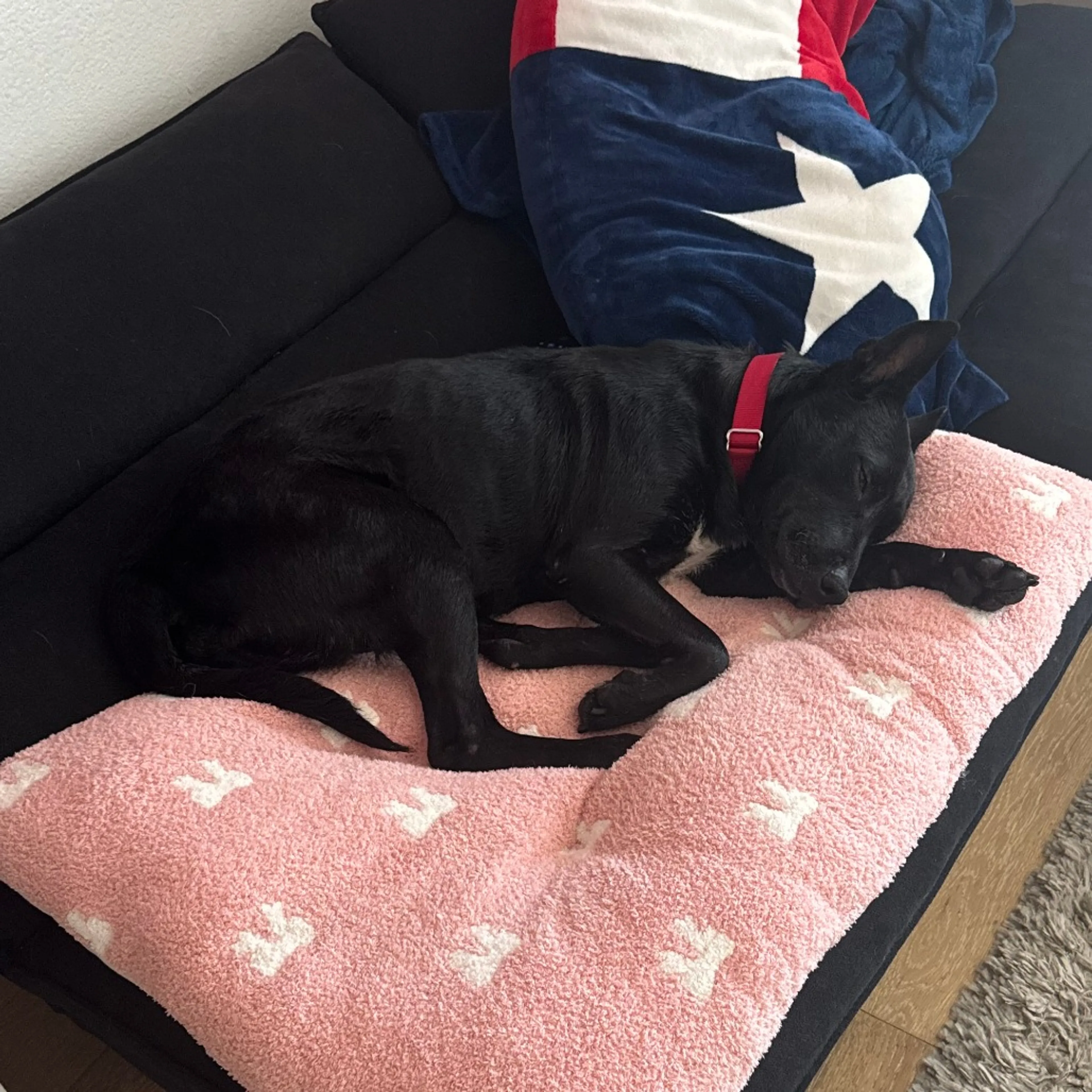 Found pet-11