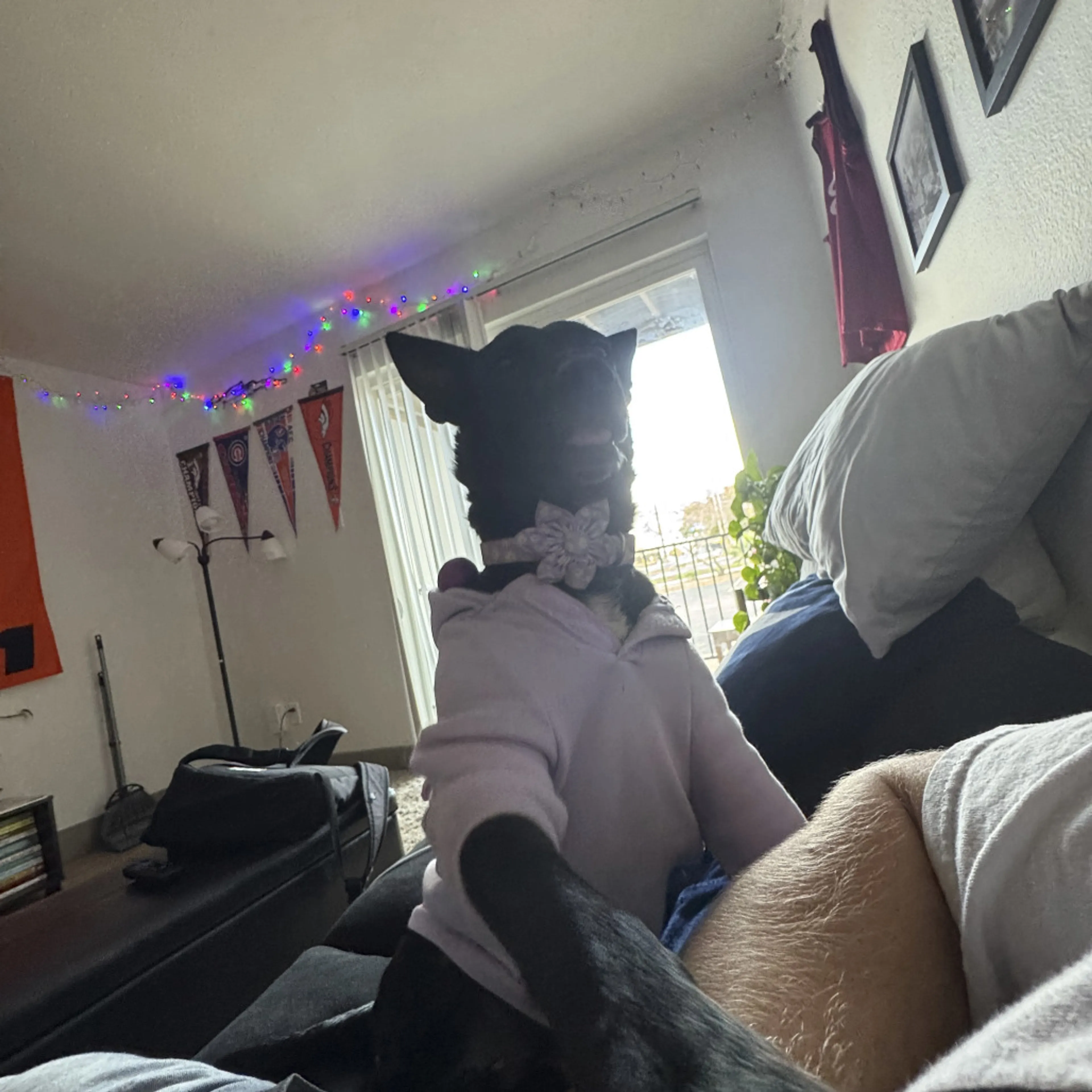 Found pet-7