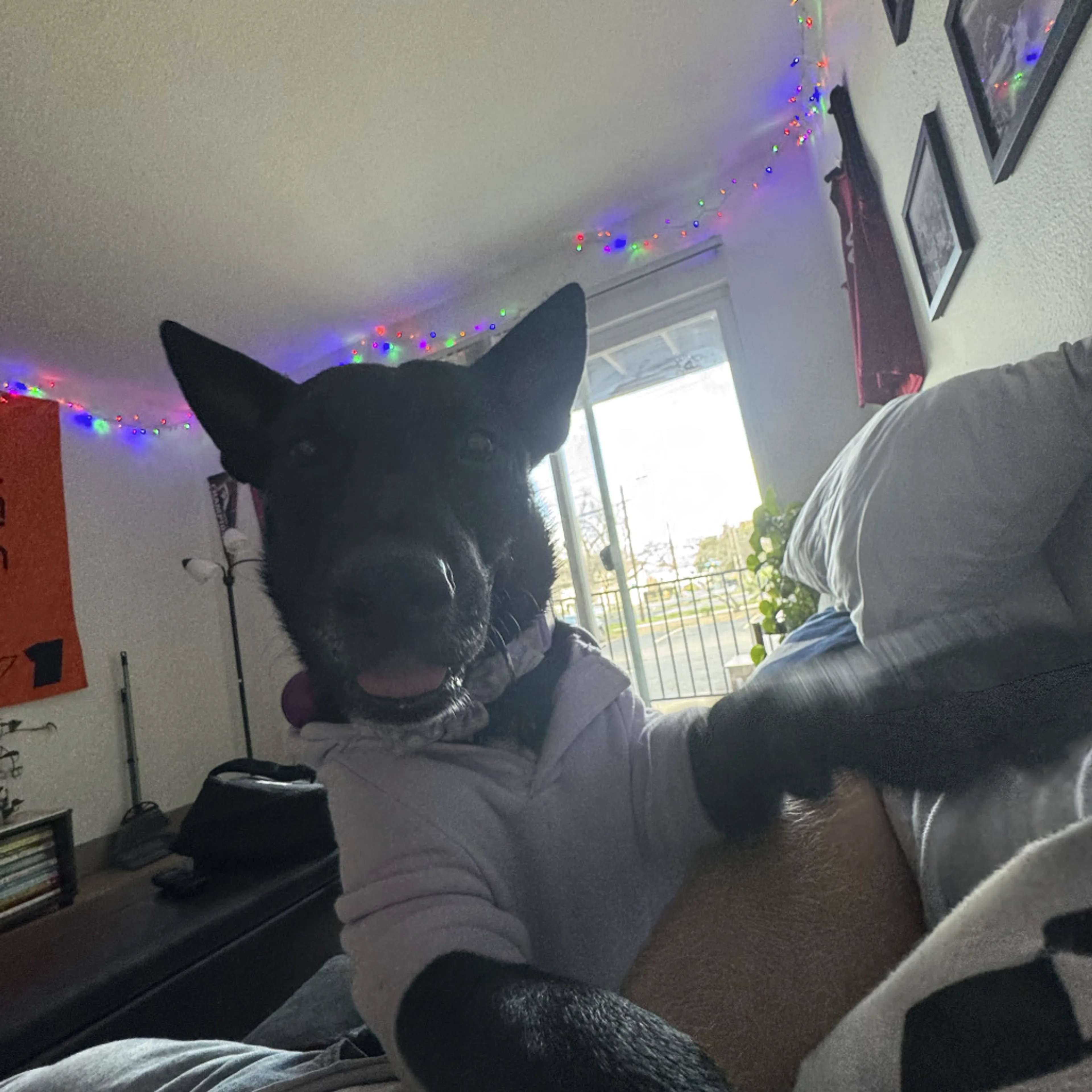 Found pet-6
