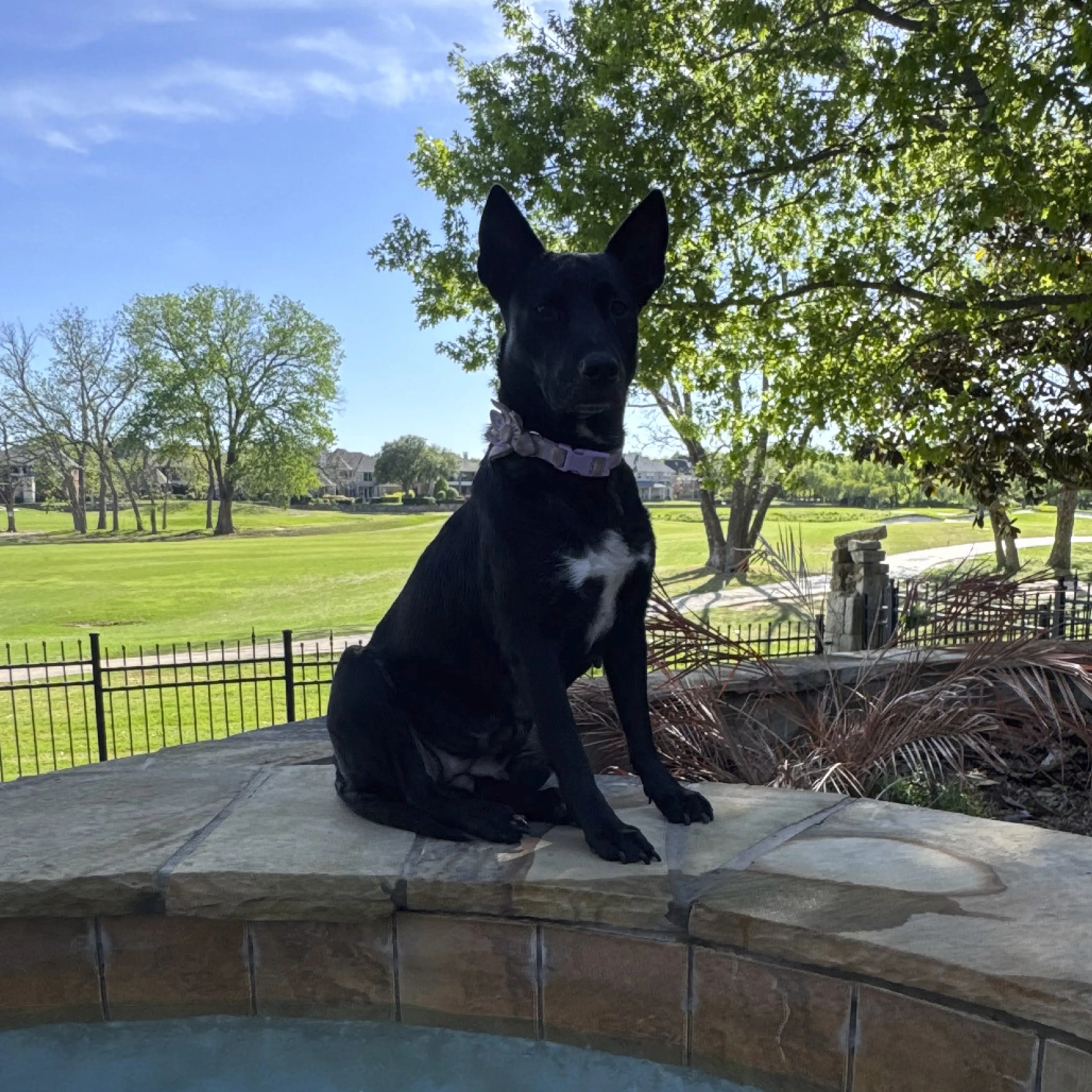Found pet-8