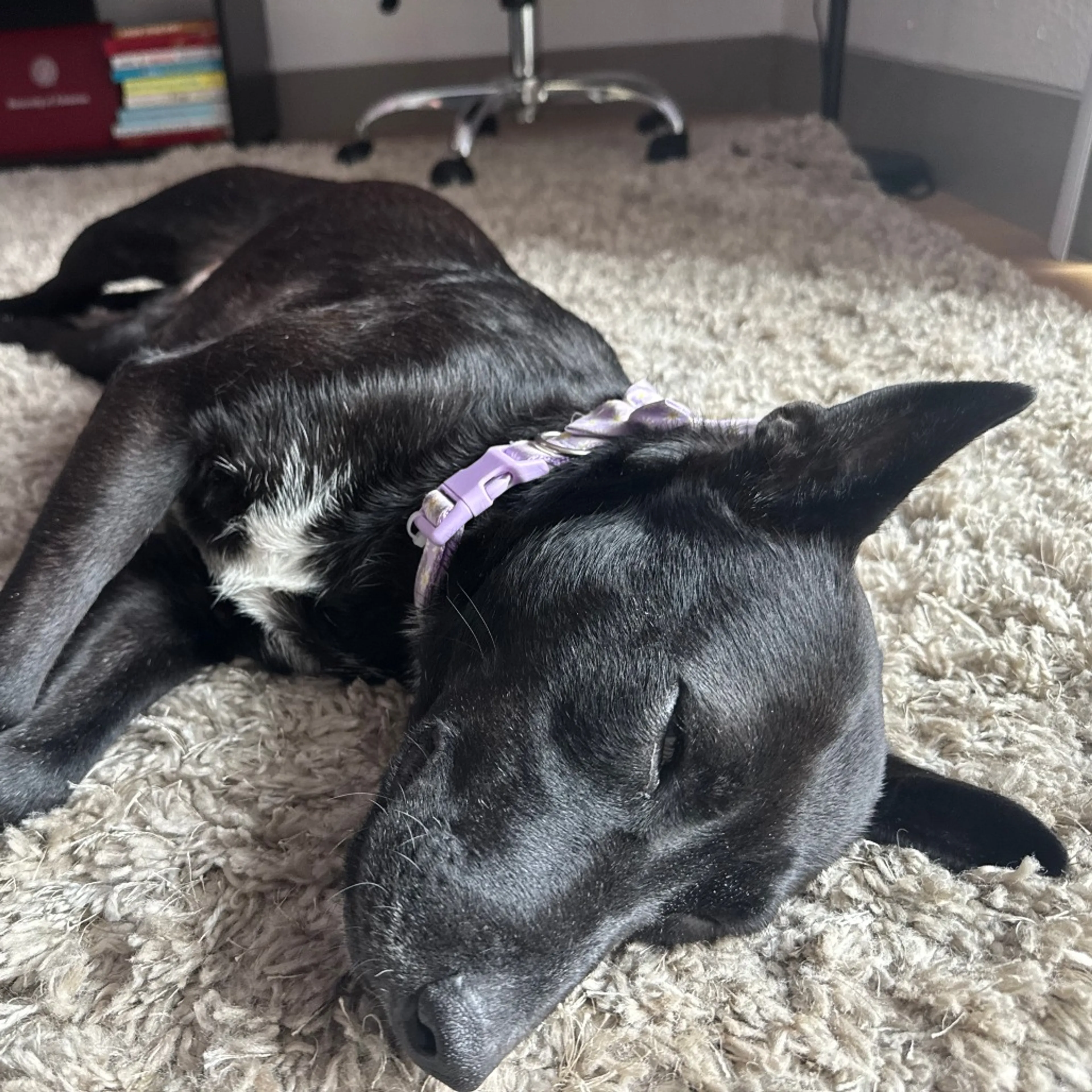 Found pet-12