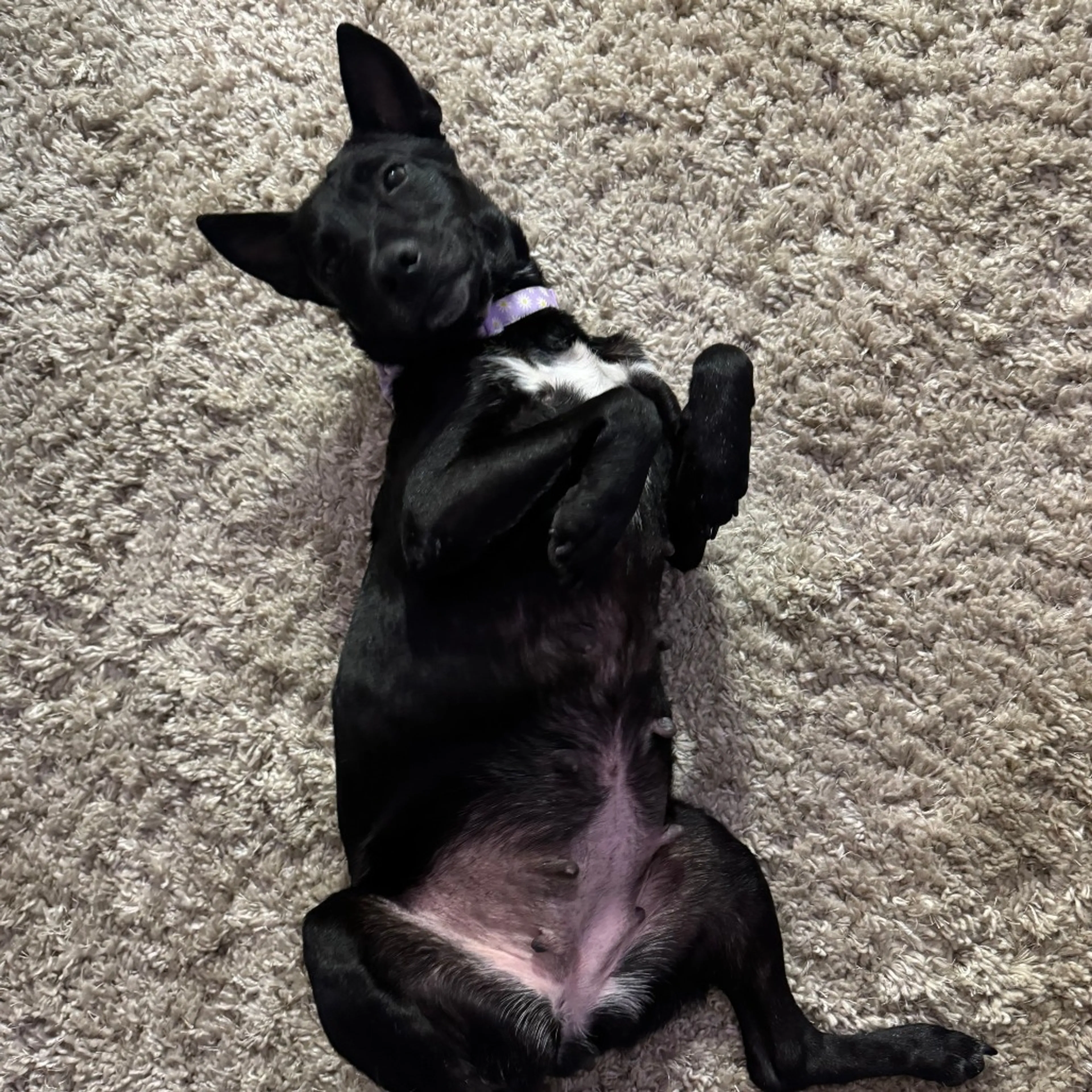 Found pet-9