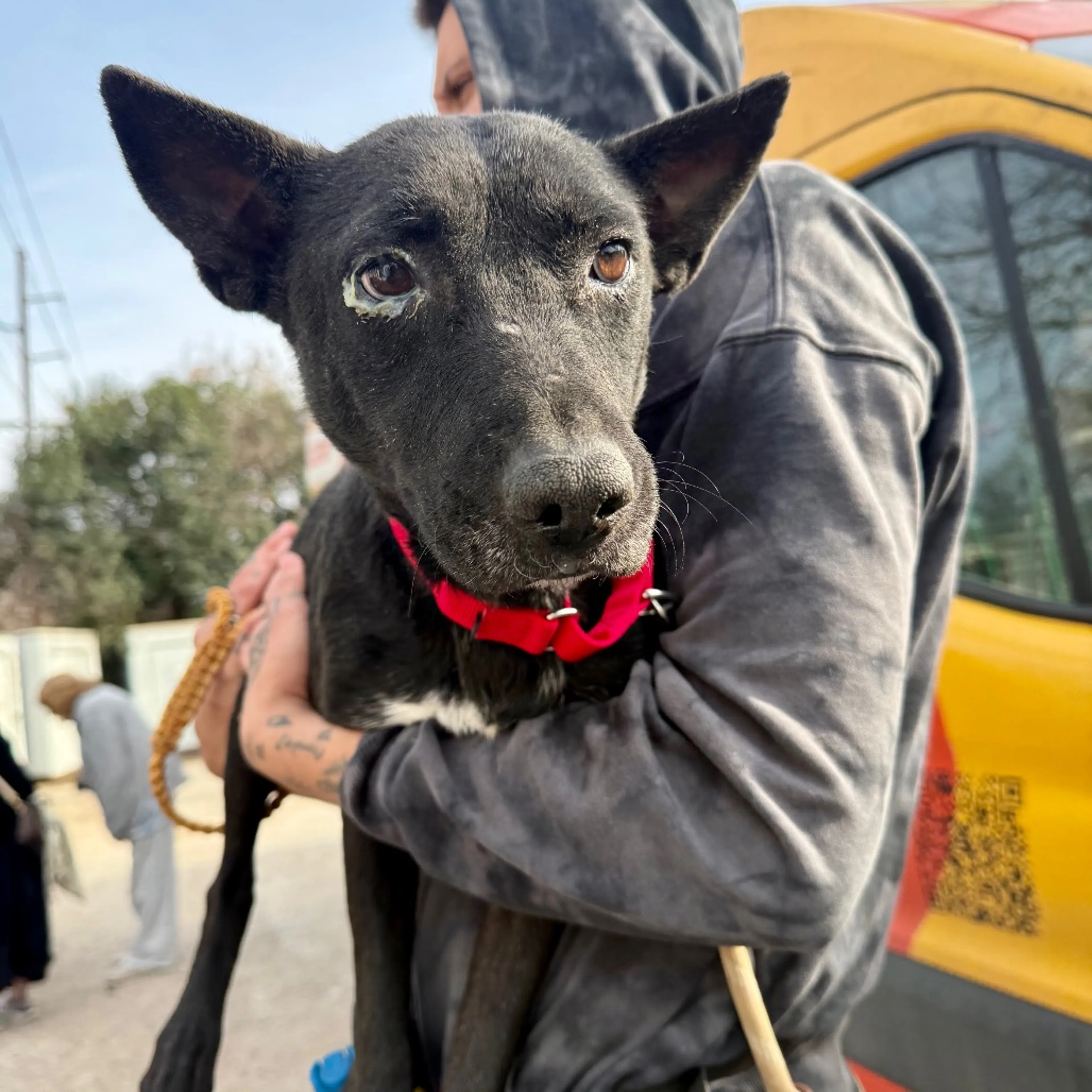 Found pet-1