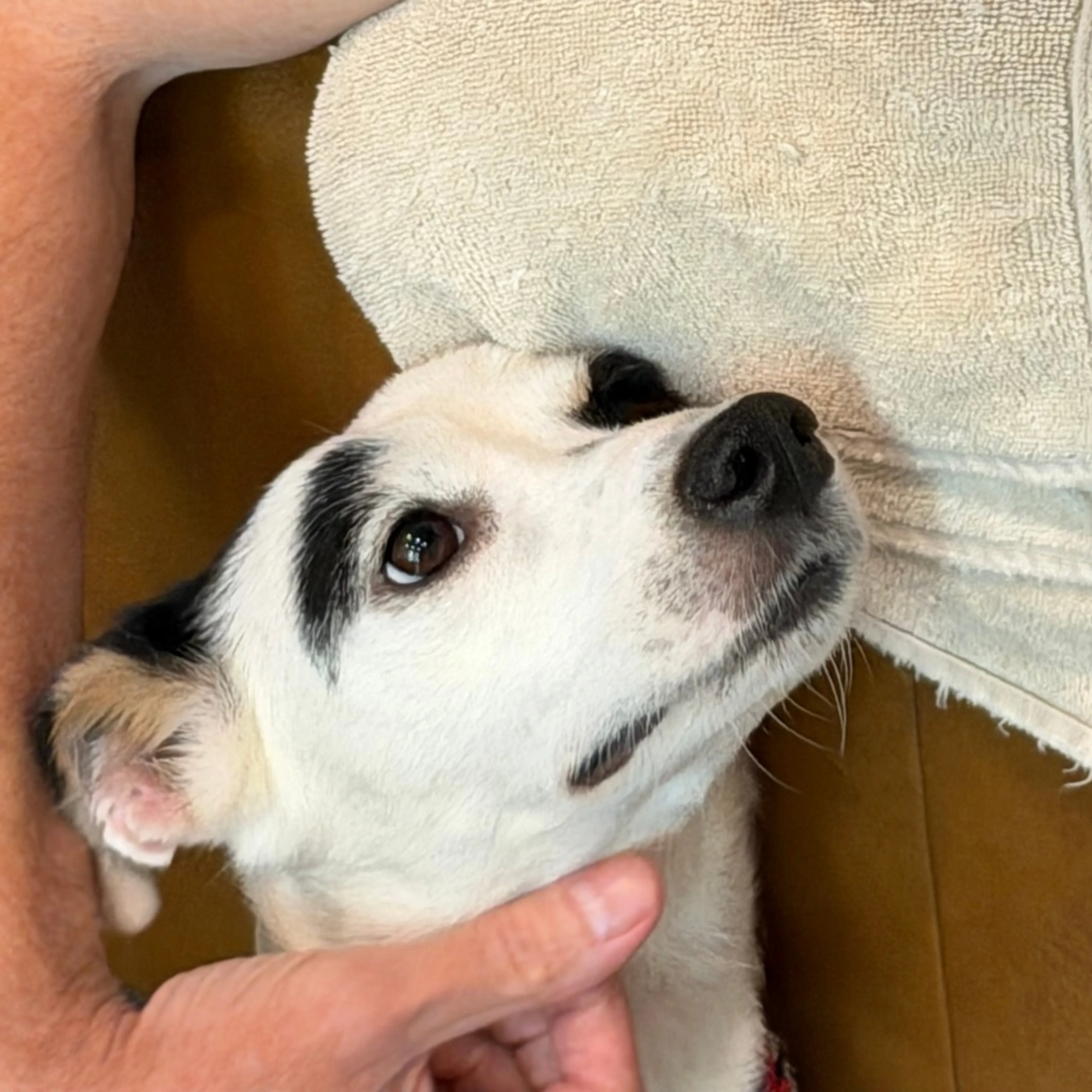 Found pet-10