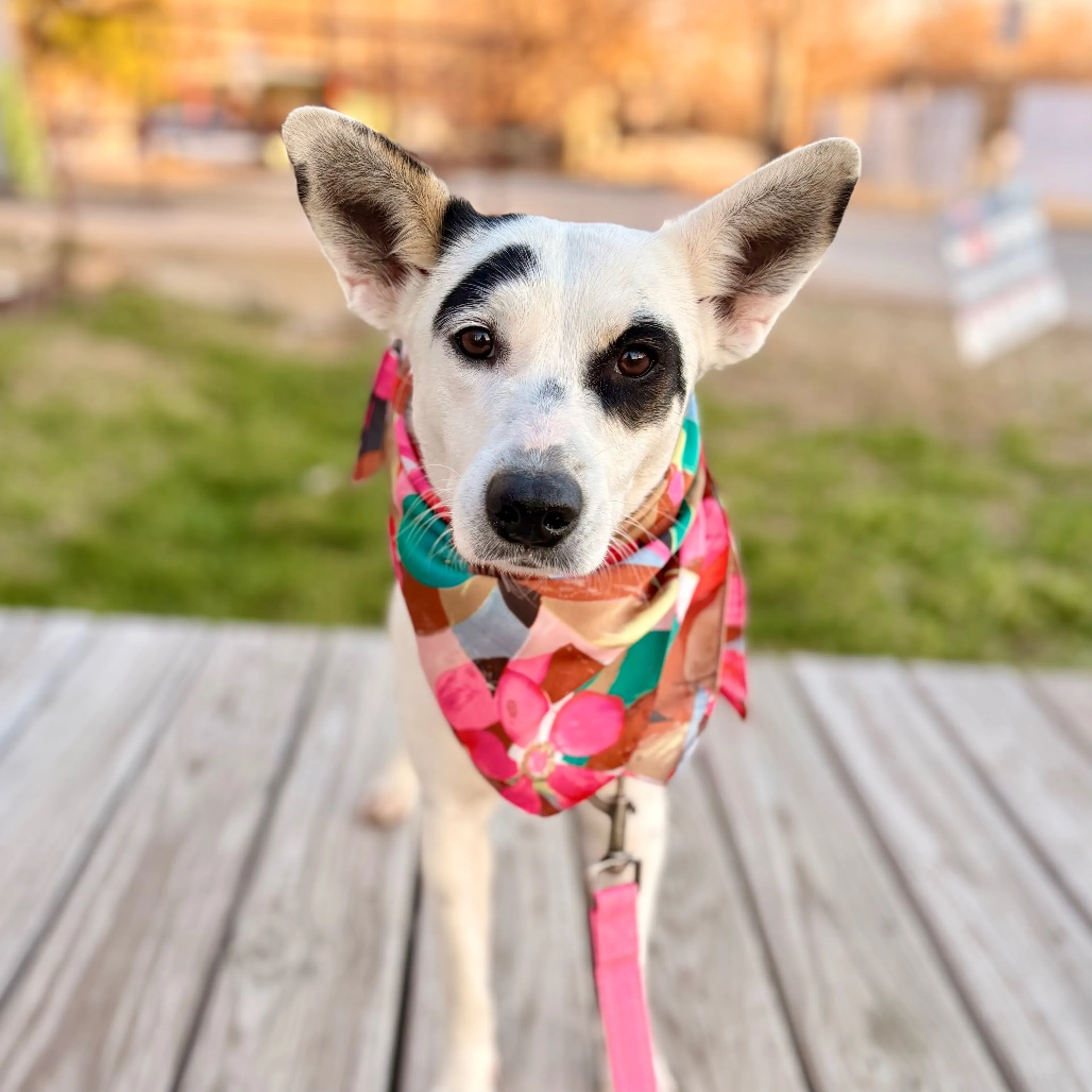 Found pet-4