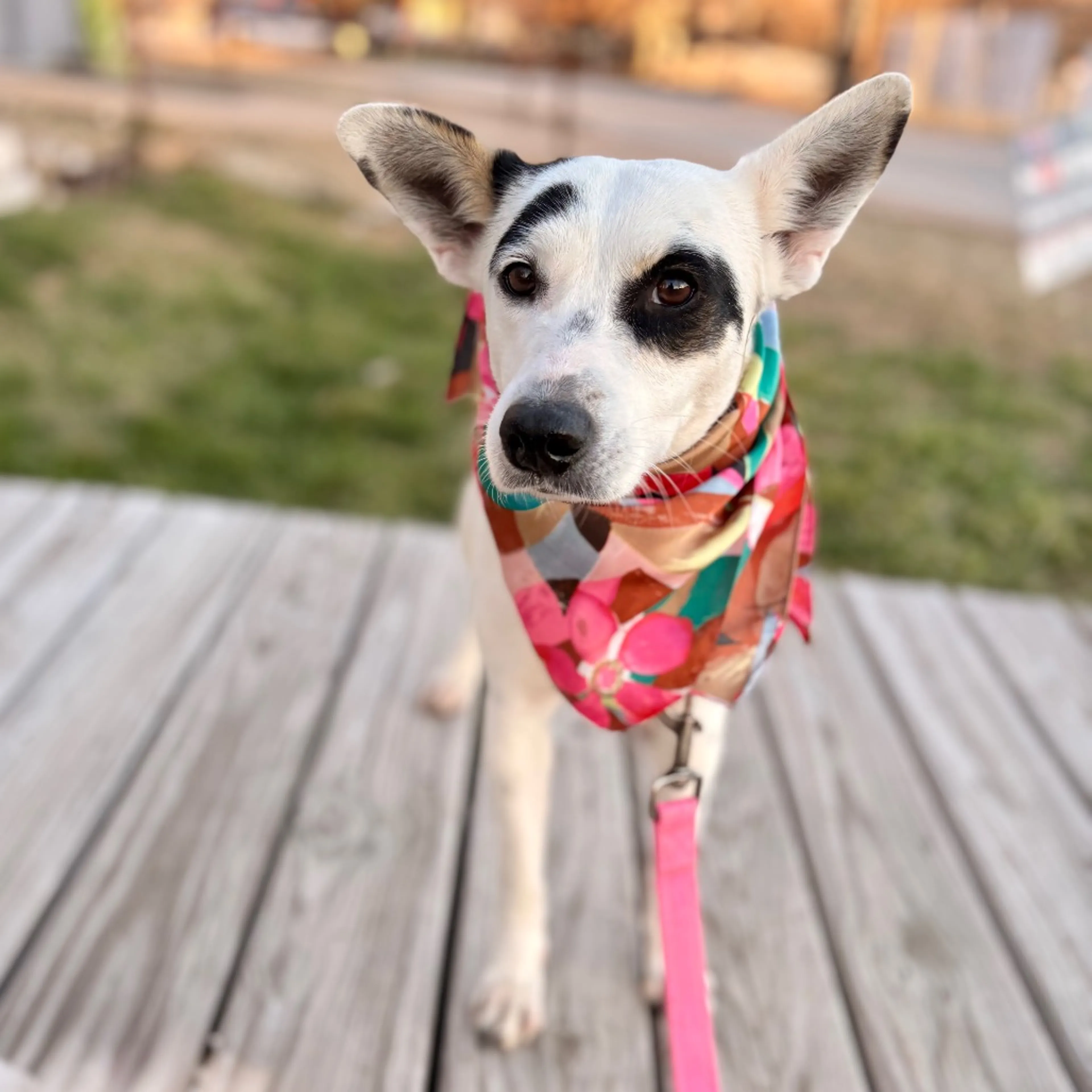 Found pet-5