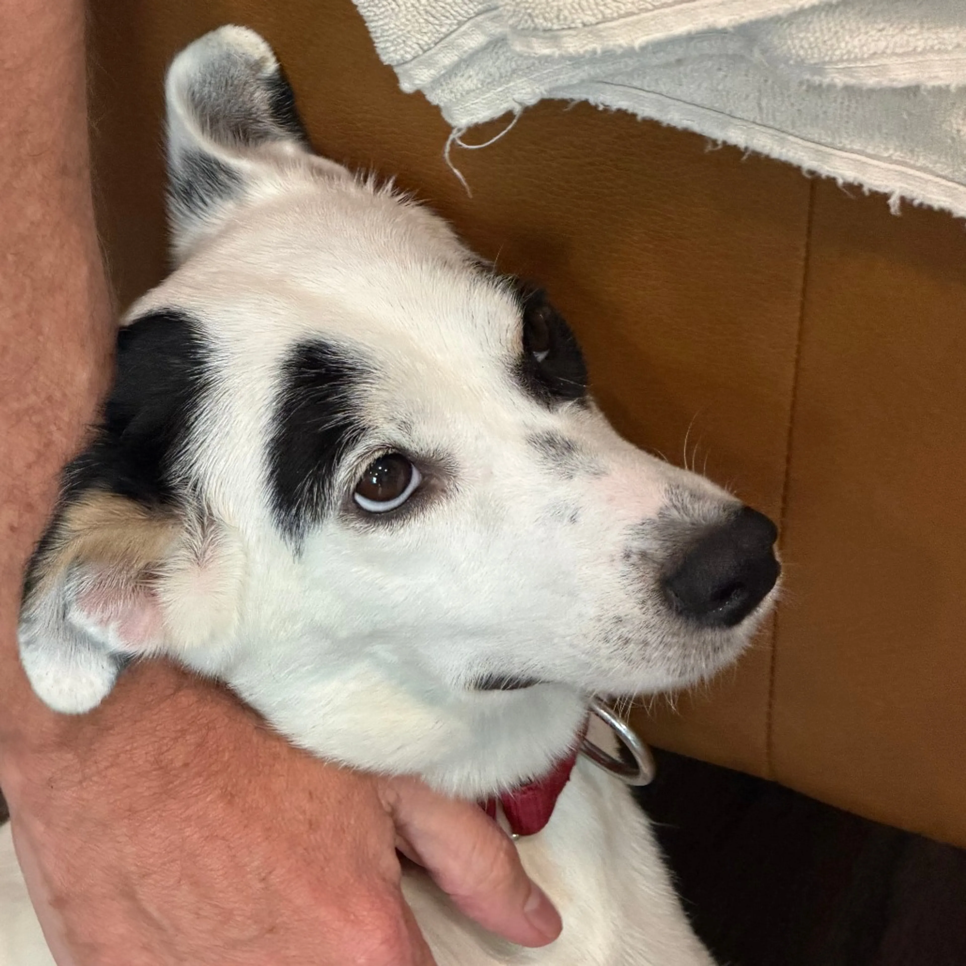 Found pet-11