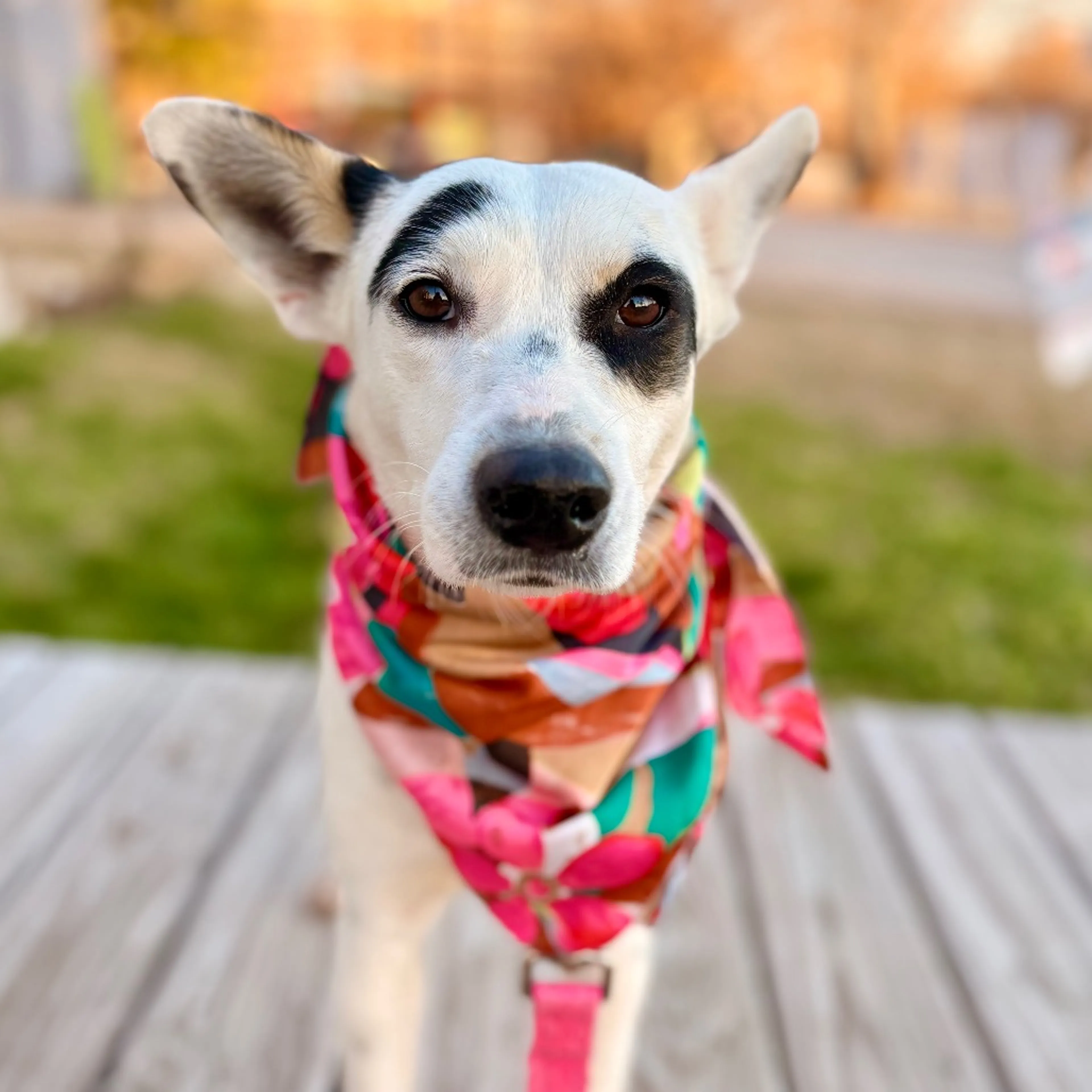 Found pet-2