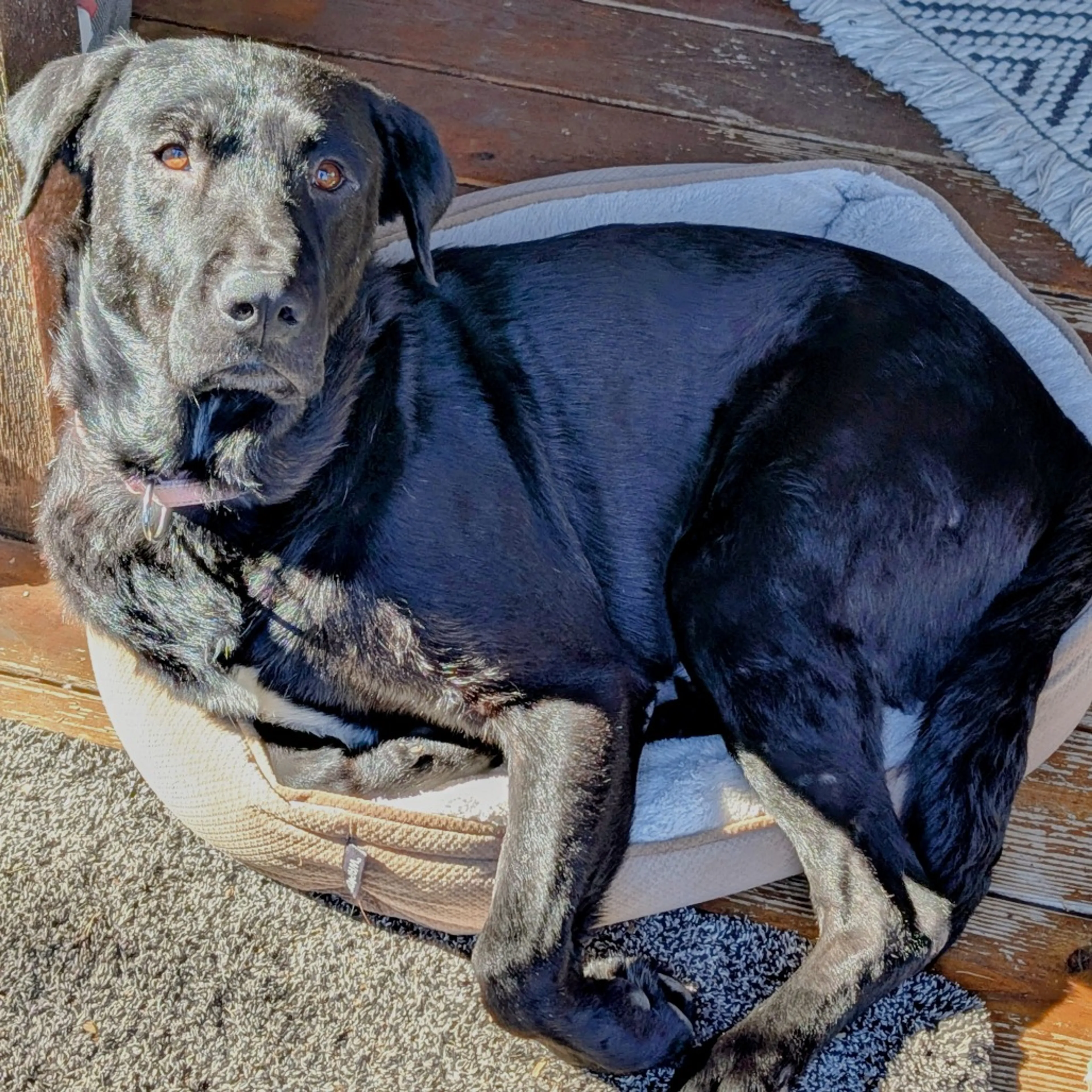 Found pet-6