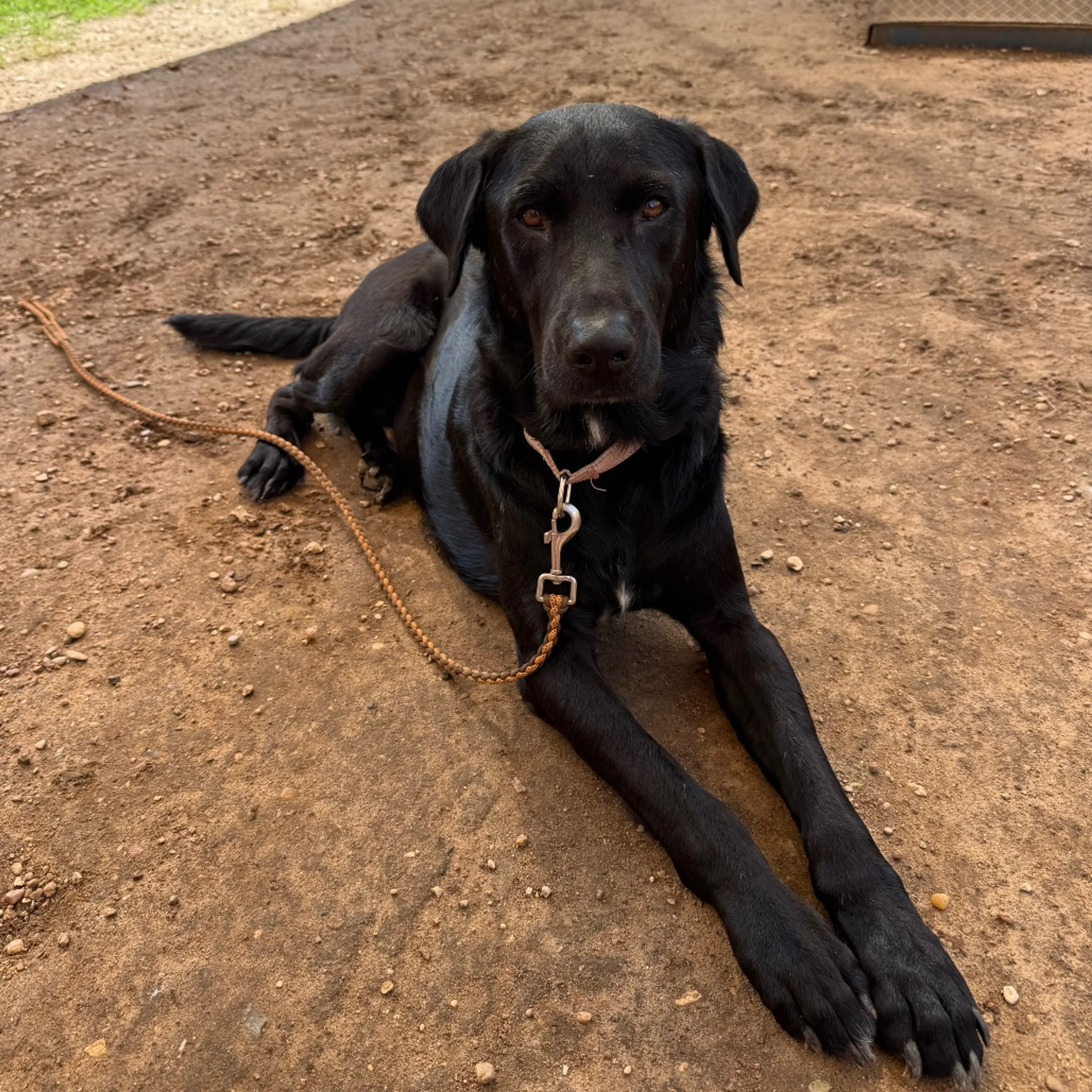 Found pet-12
