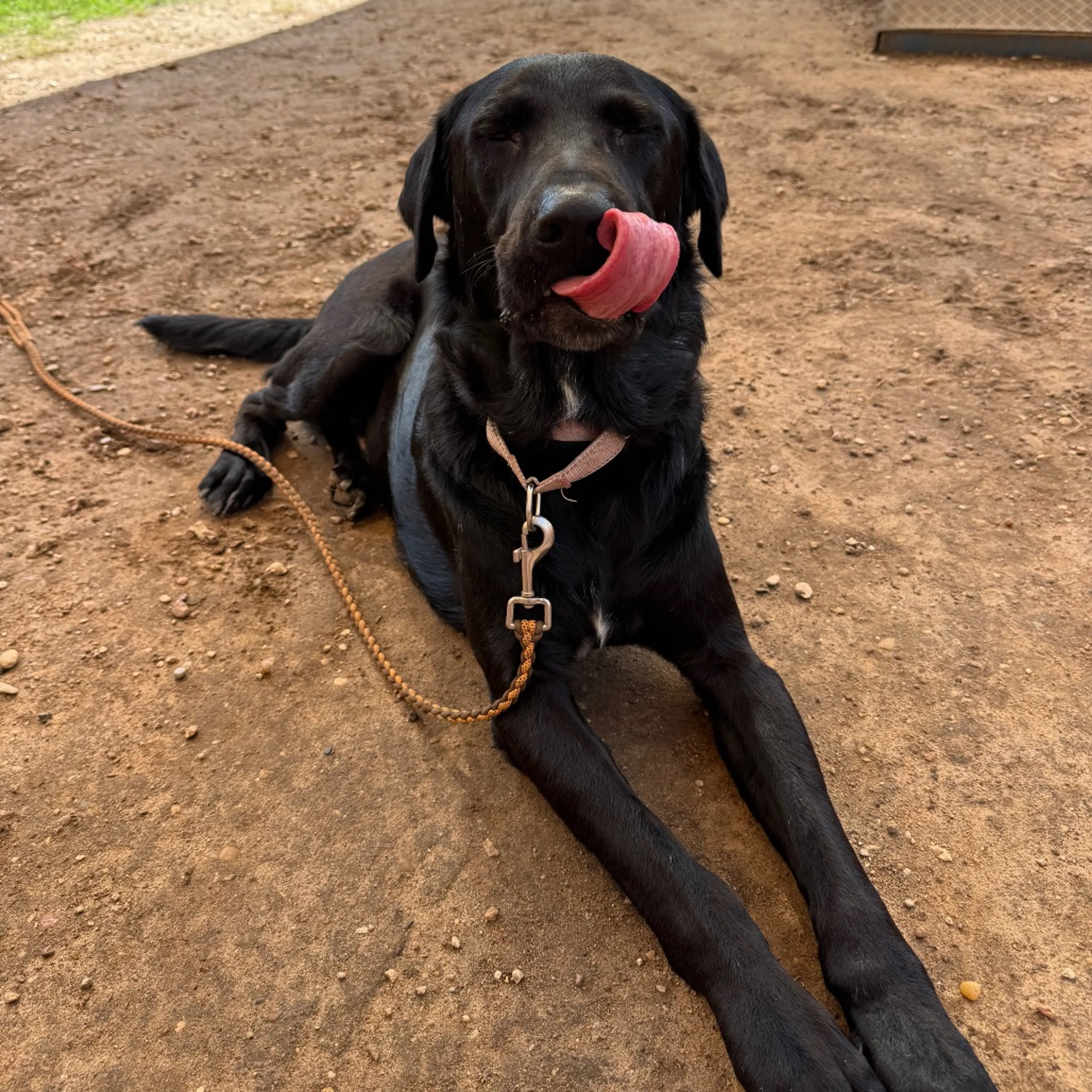 Found pet-13