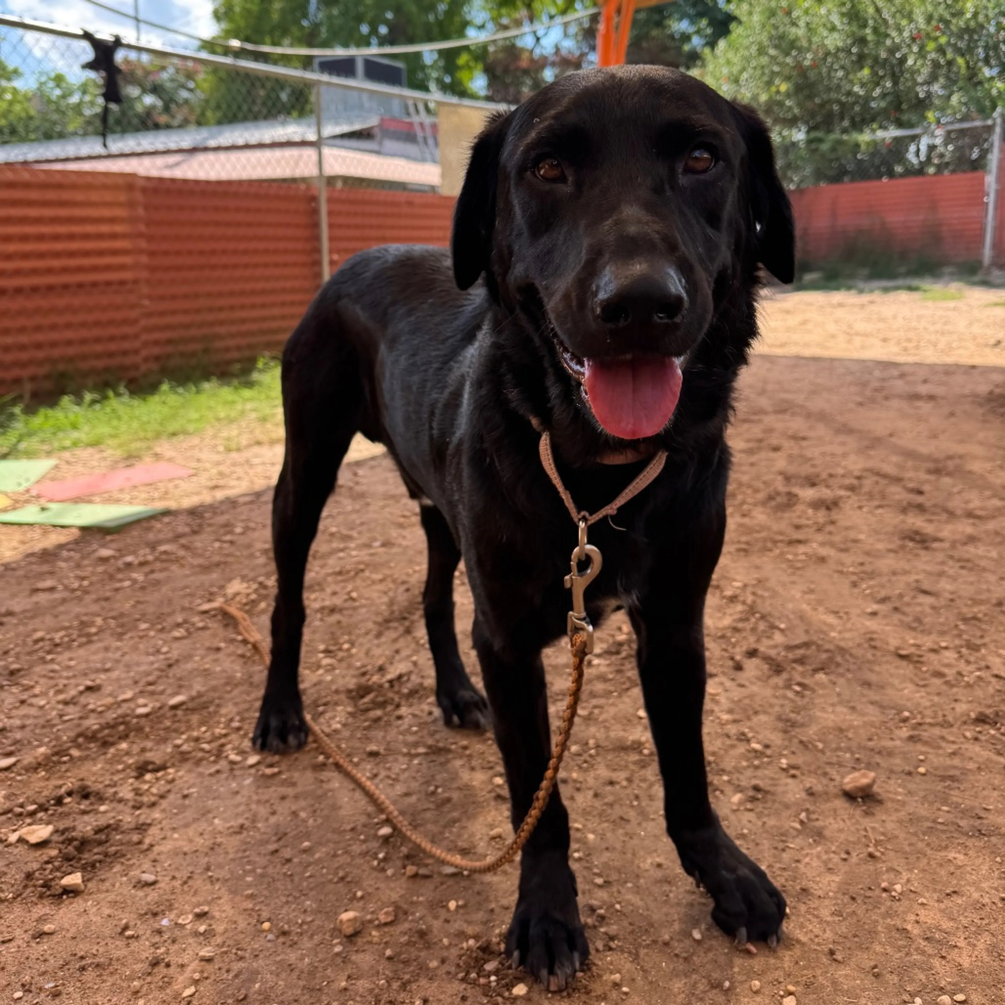 Found pet-11