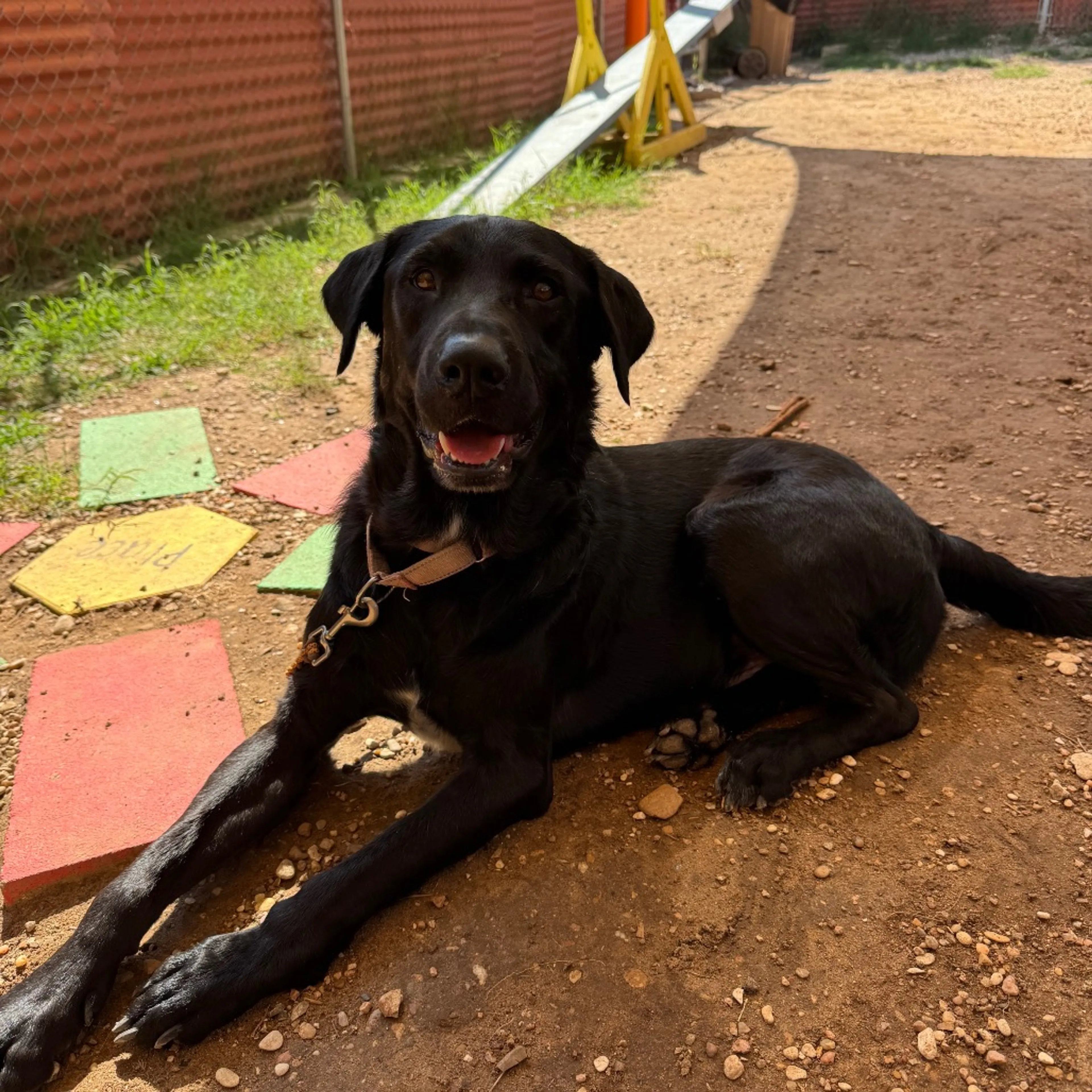 Found pet-10