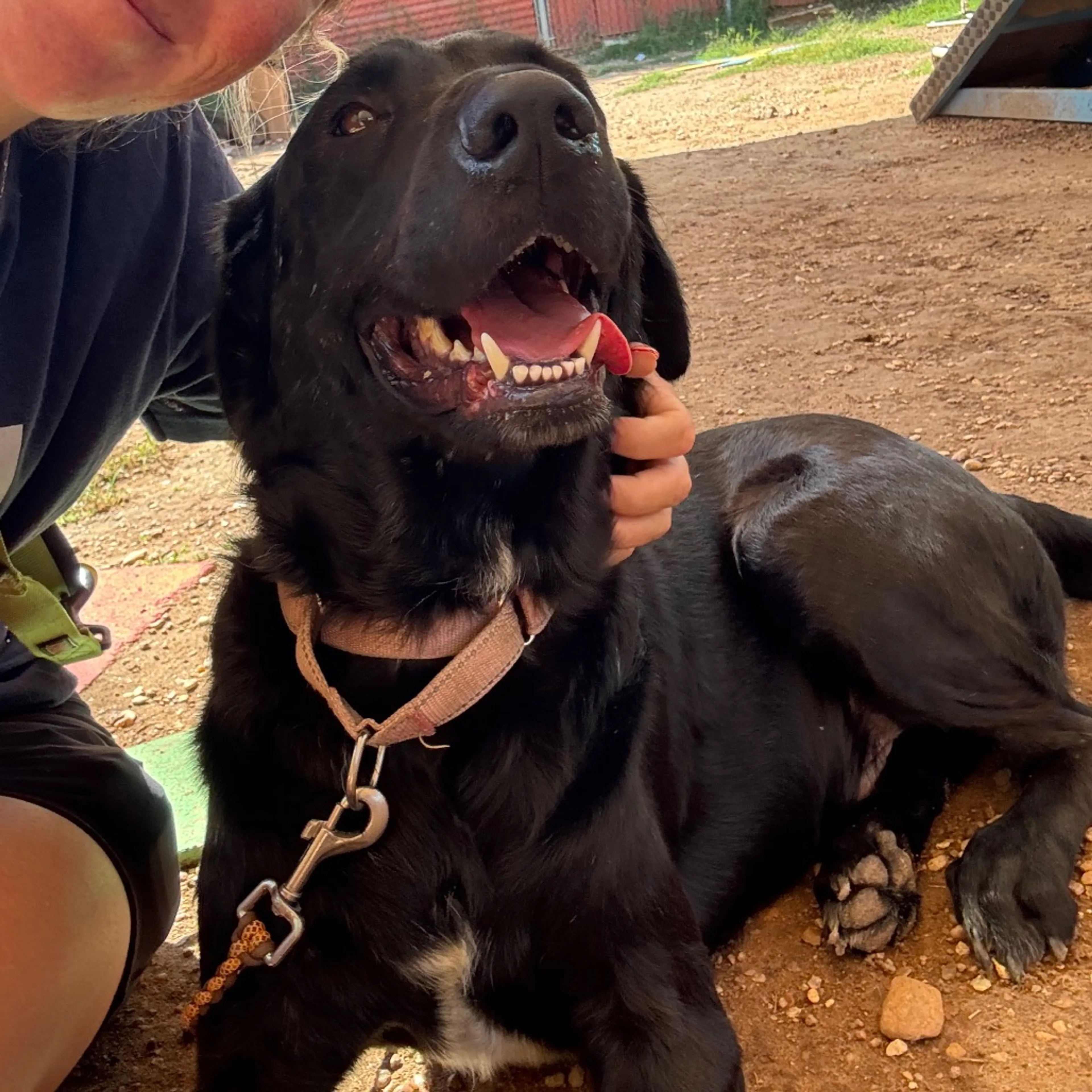 Found pet-14