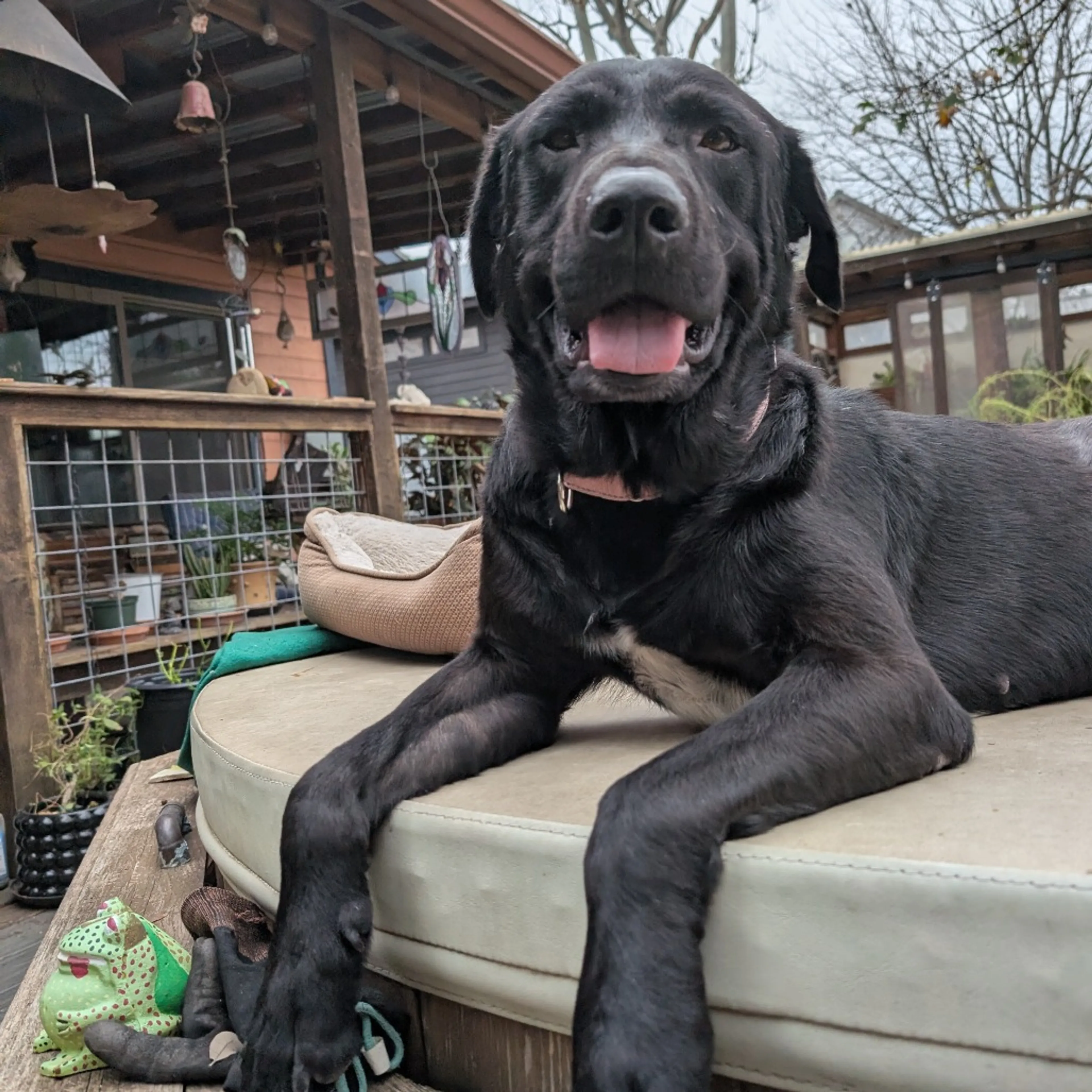 Found pet-5