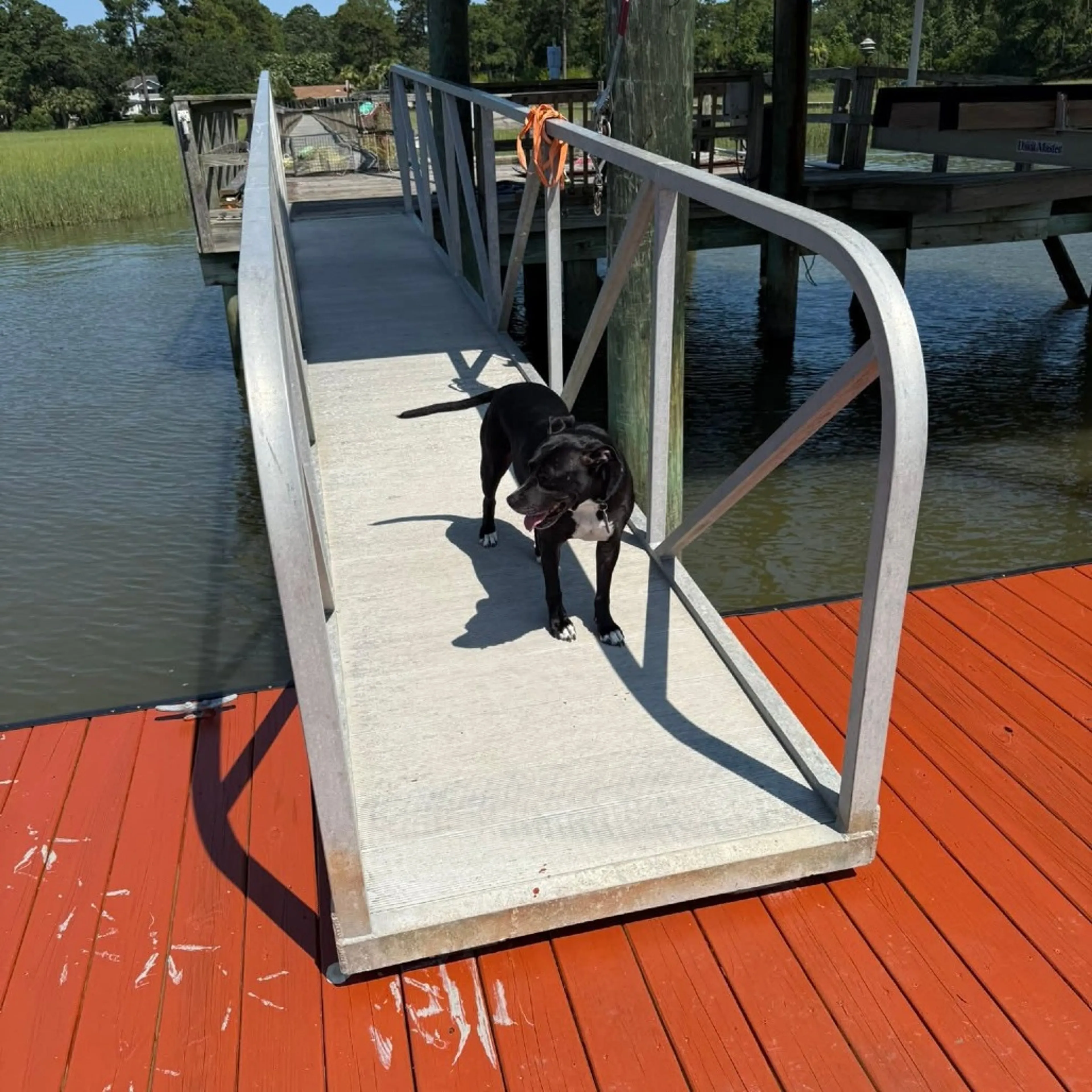 Found pet-24